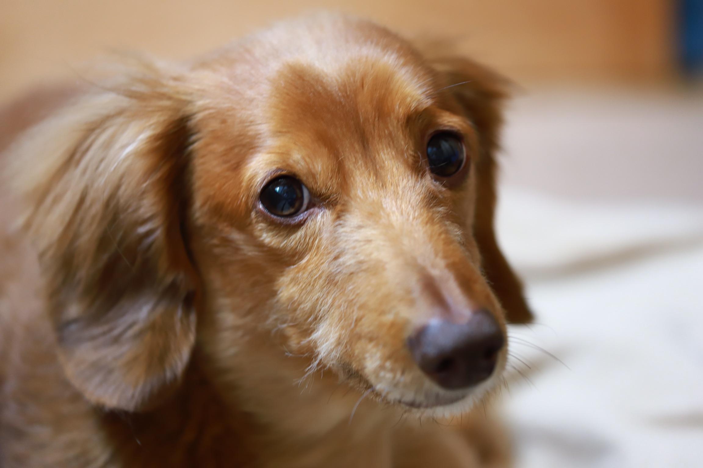 わんにゃんサイトの犬の写真