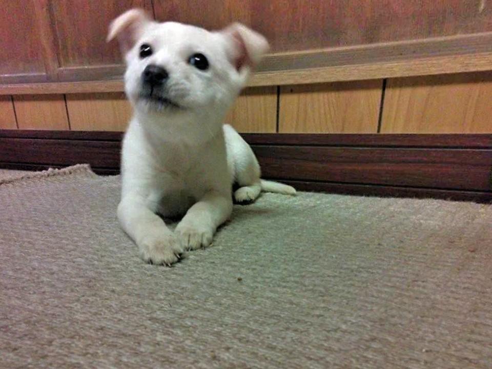 わんにゃんサイトの犬の写真