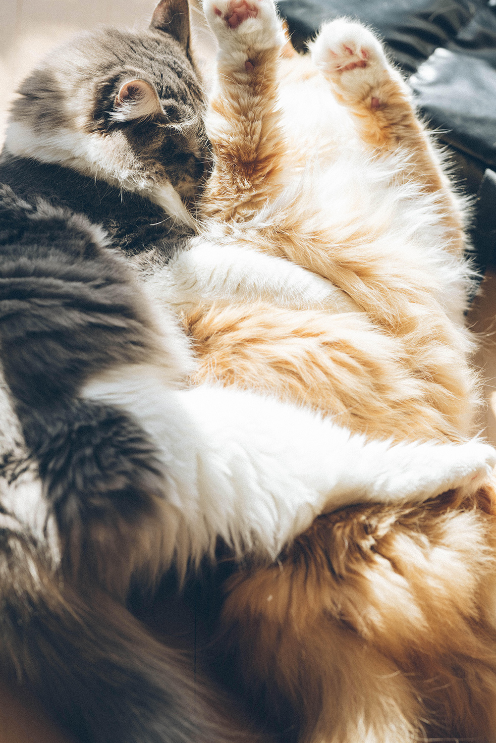 わんにゃんサイトの猫の写真