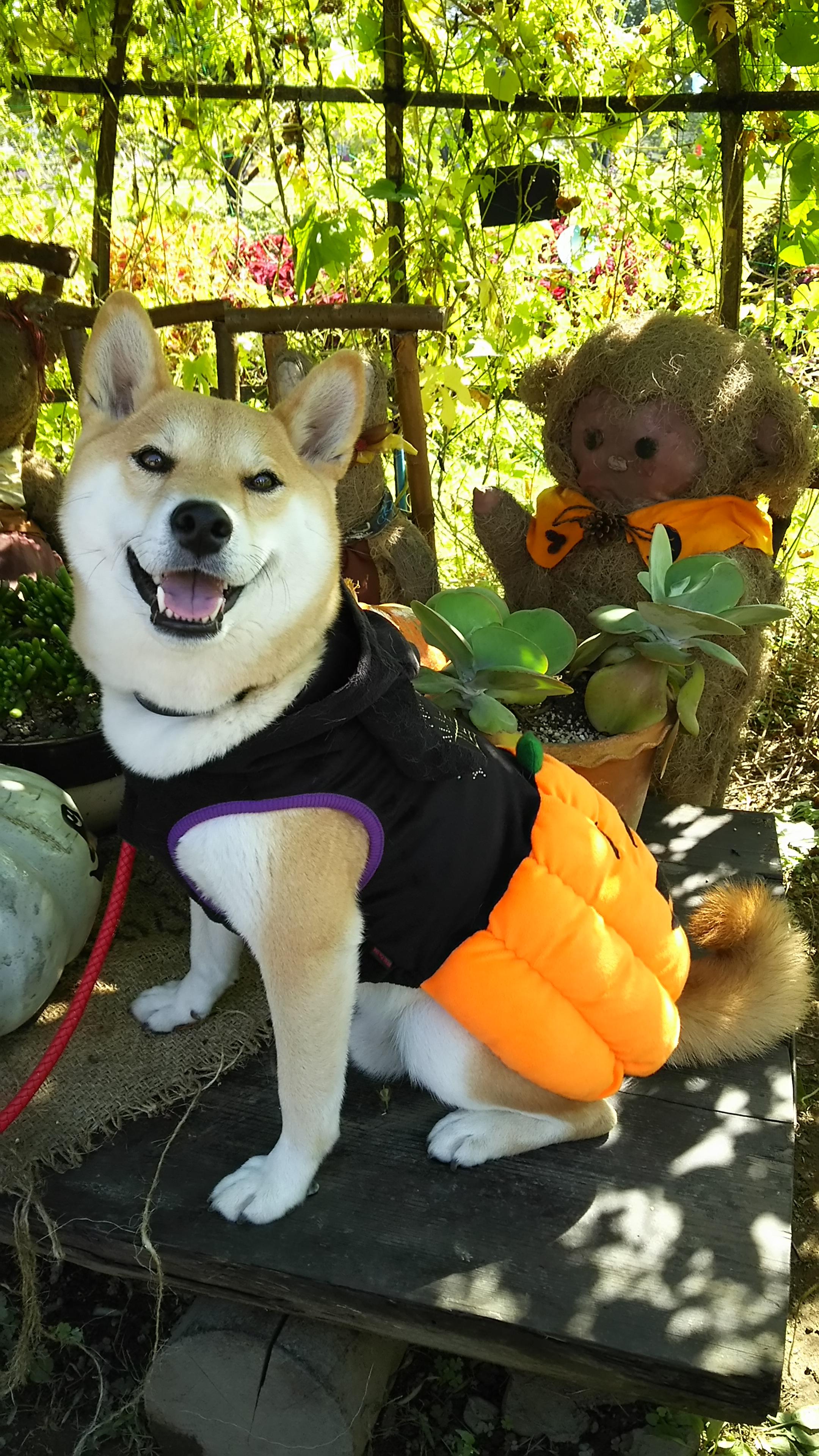 わんにゃんサイトの犬の写真