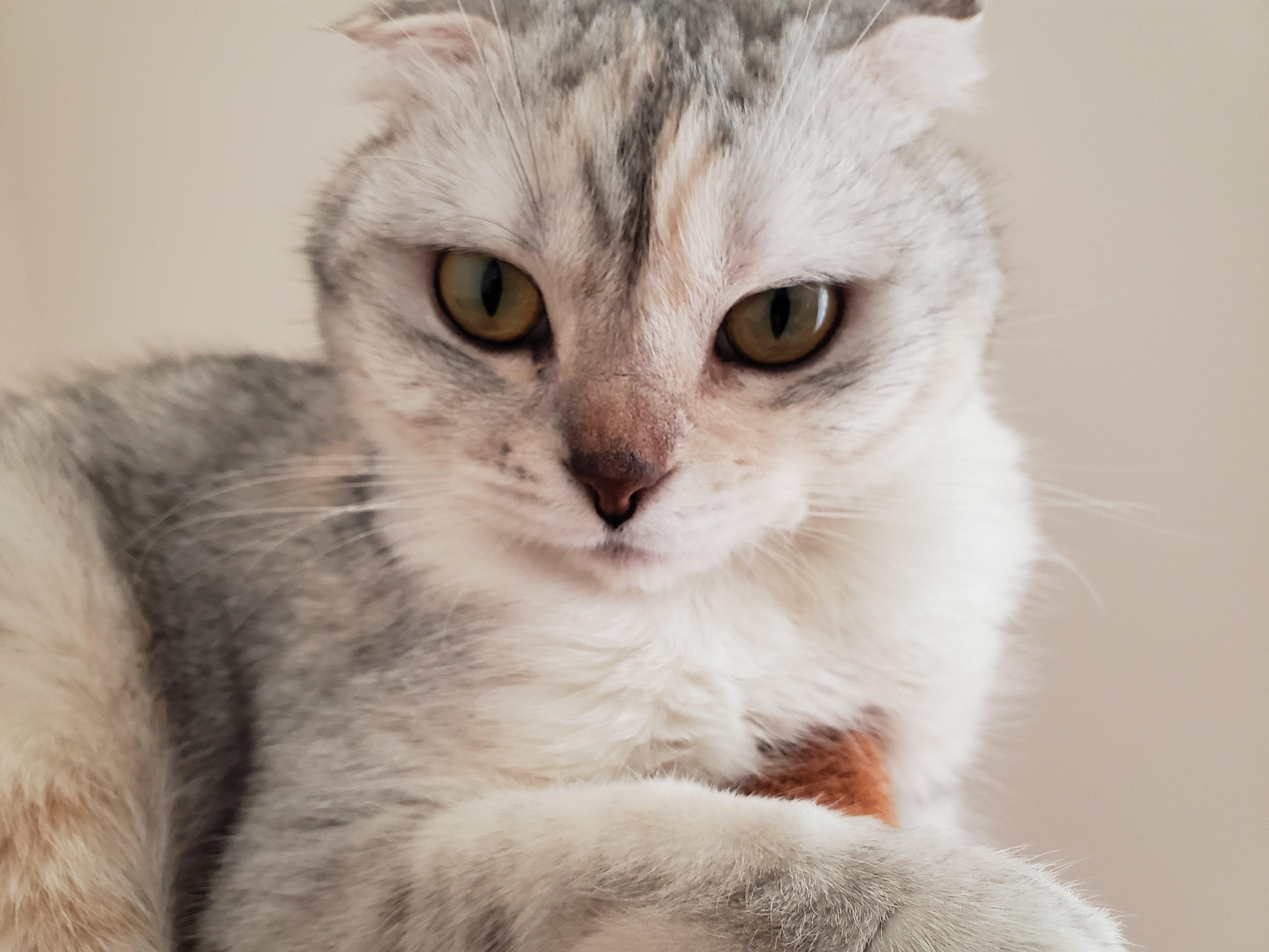 わんにゃんサイトの猫の写真