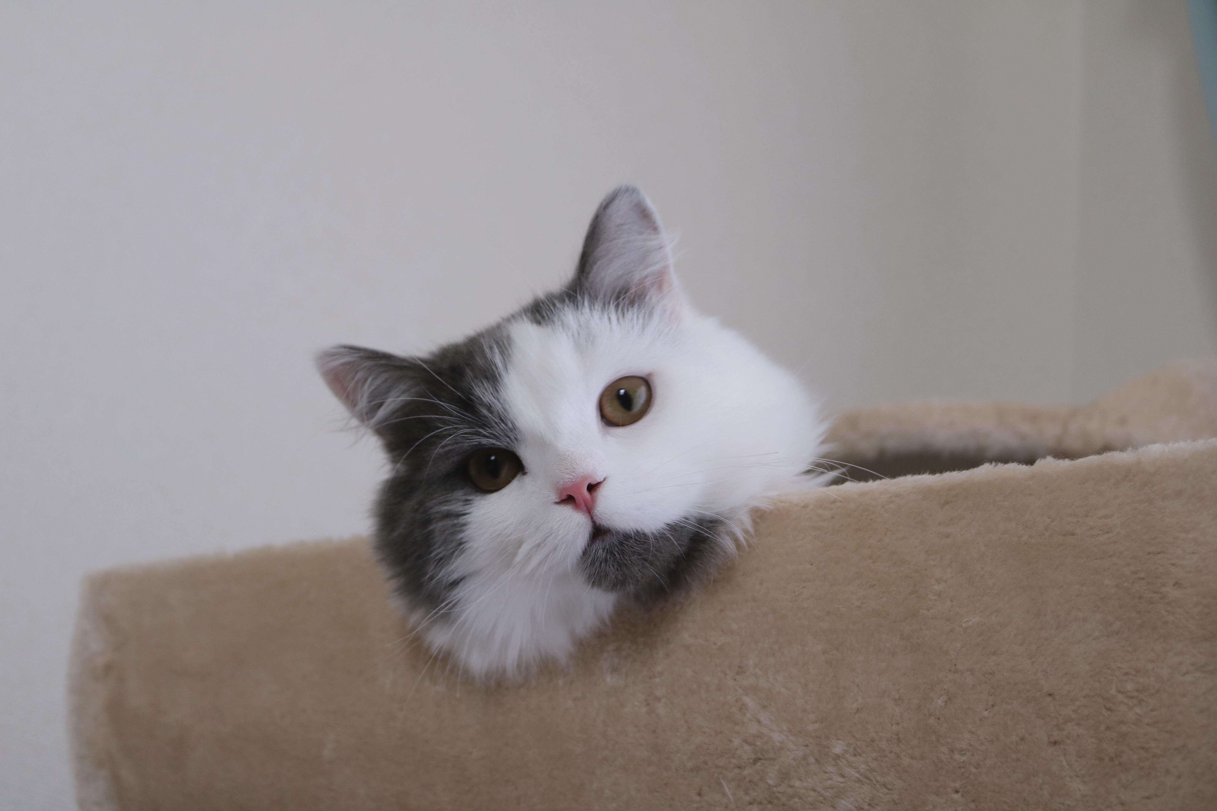 わんにゃんサイトの猫の写真