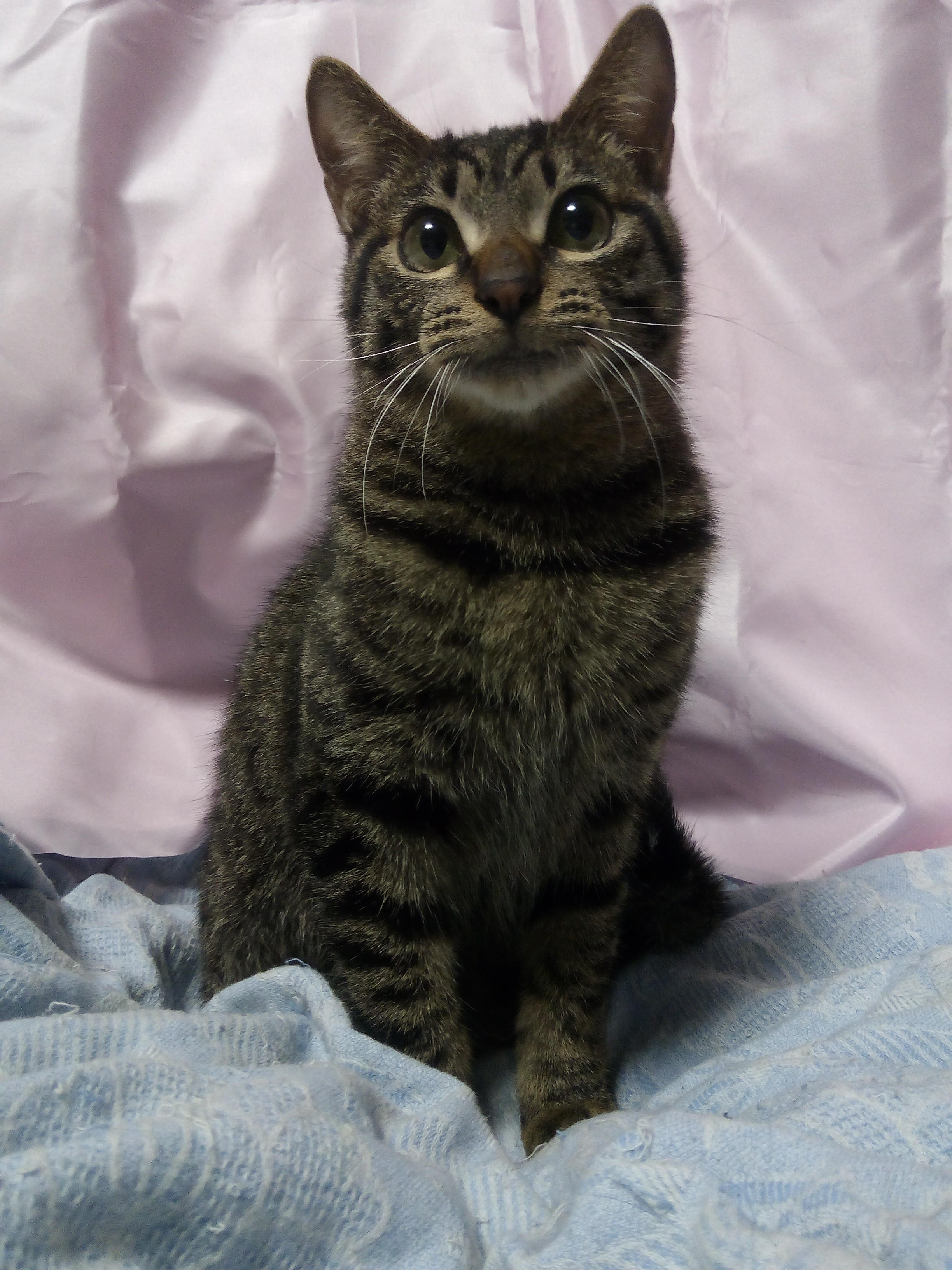 わんにゃんサイトの猫の写真