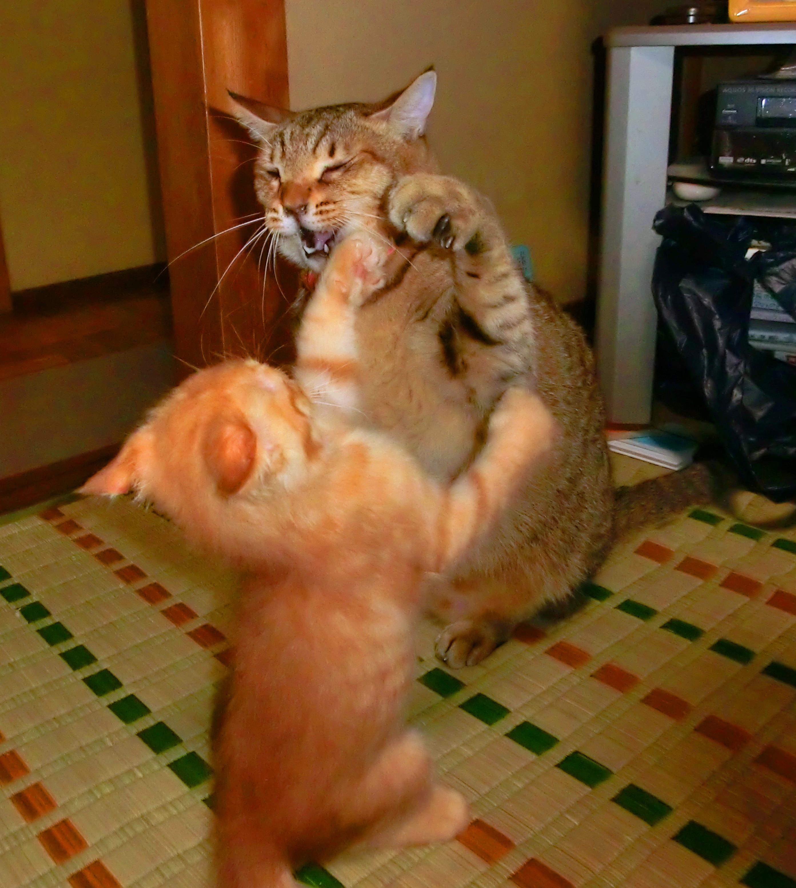 わんにゃんサイトの猫の写真