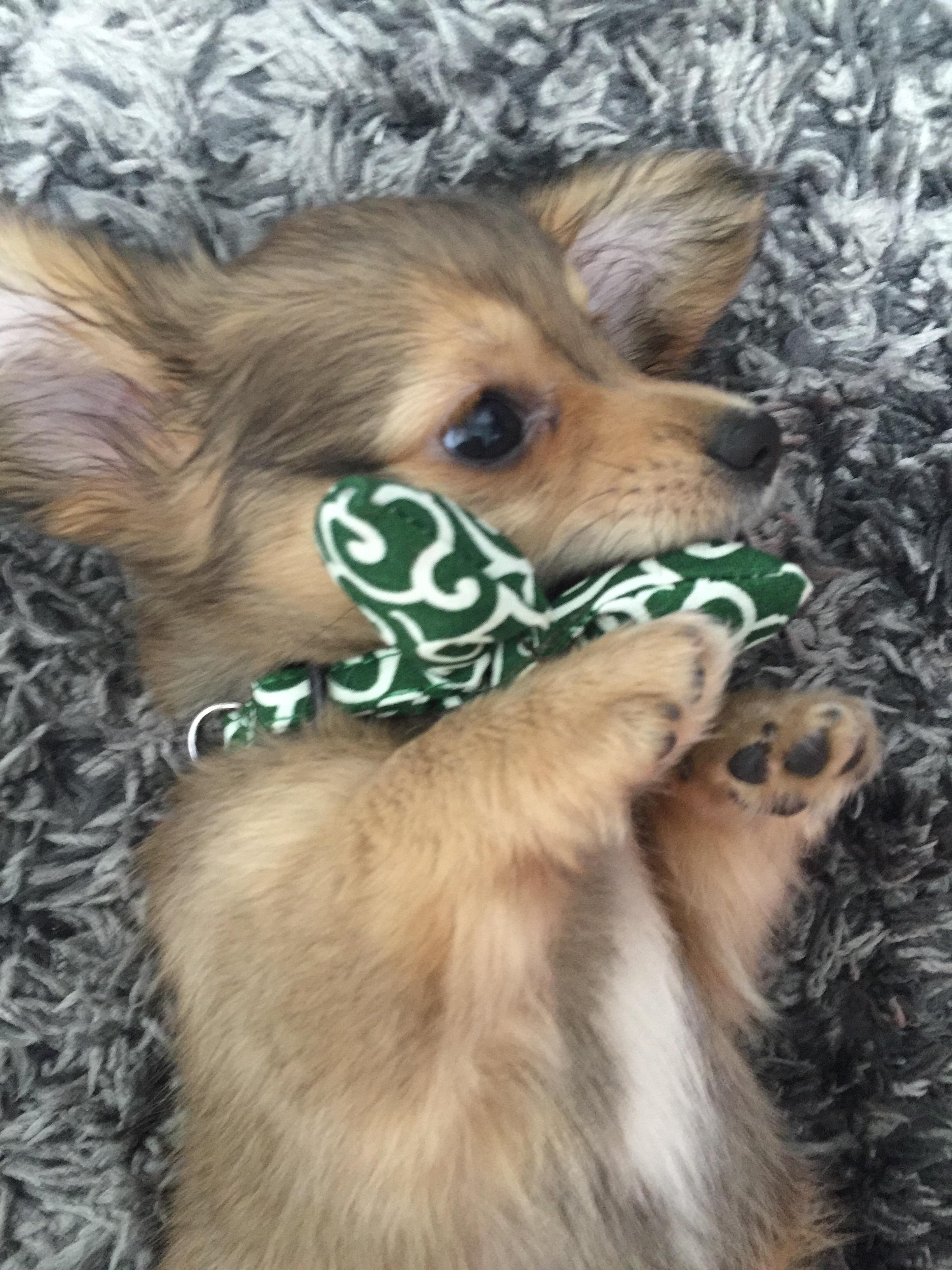 わんにゃんサイトの犬の写真