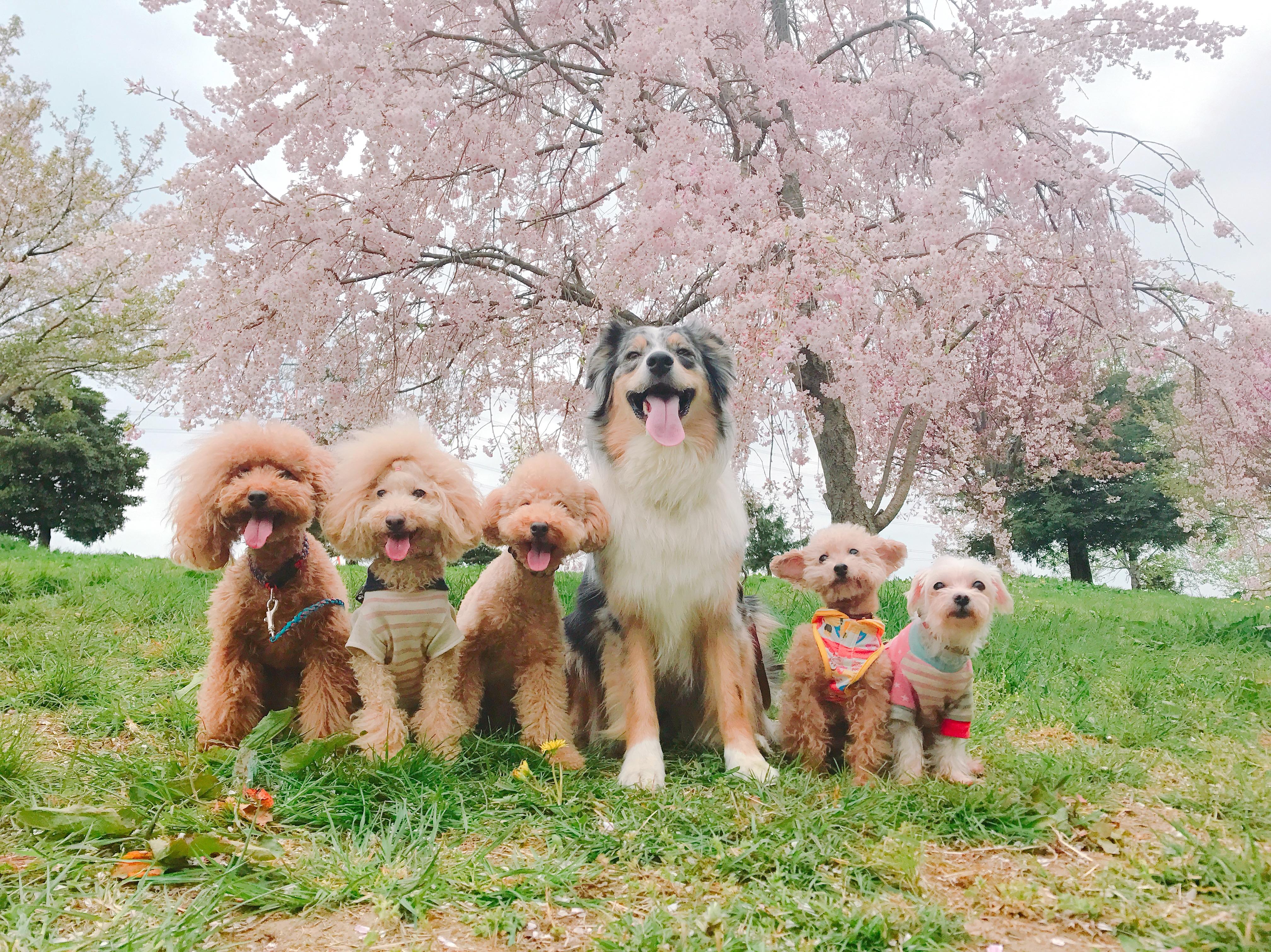 わんにゃんサイトの犬の写真