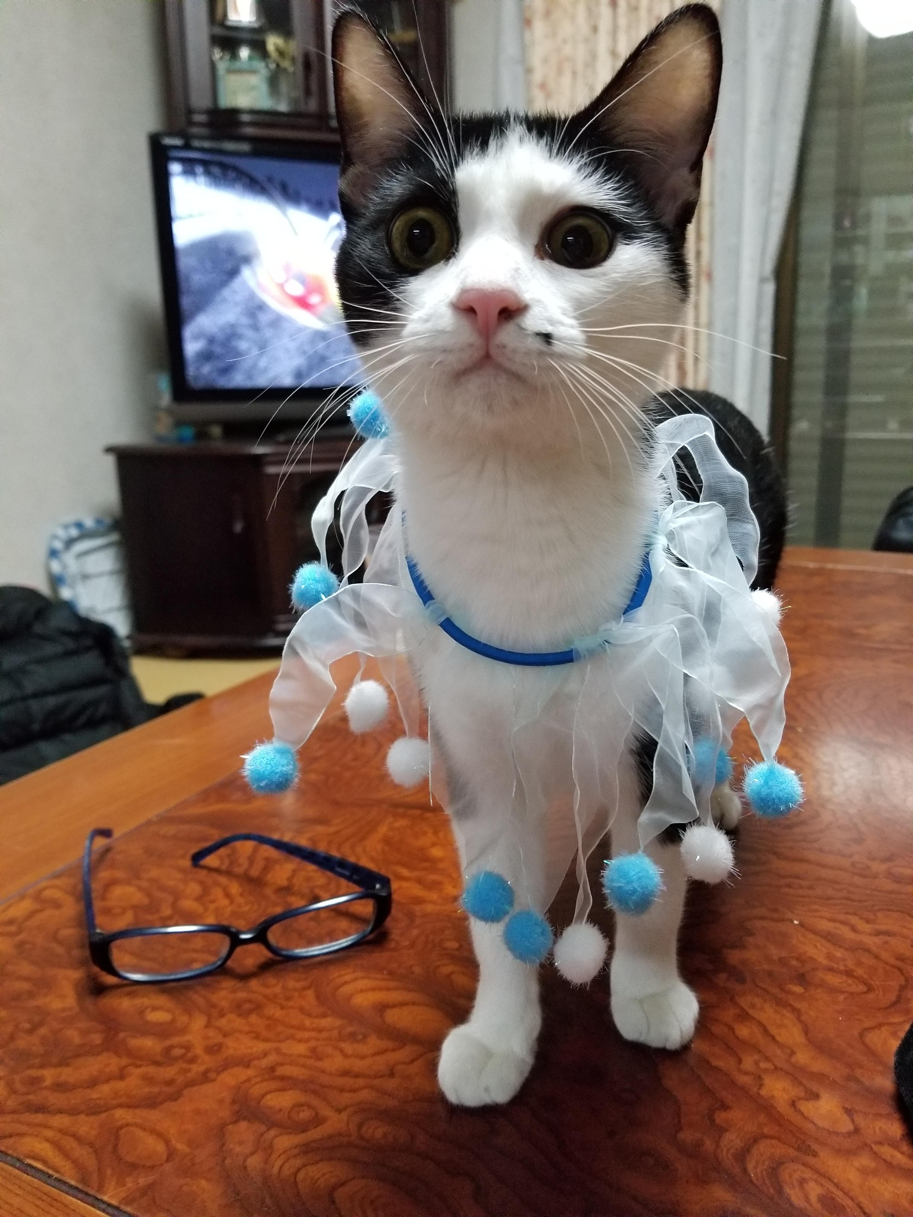 わんにゃんサイトの猫の写真