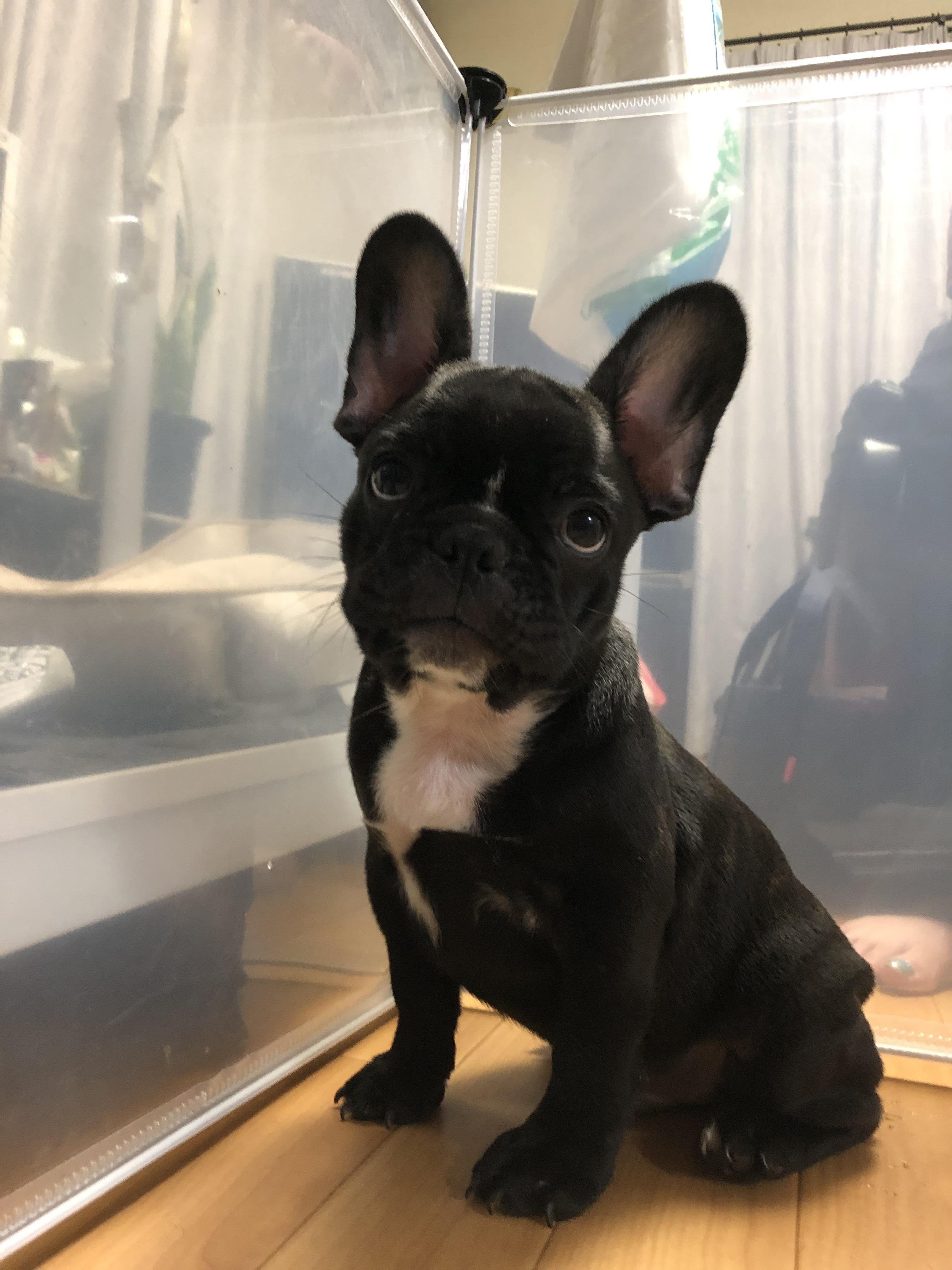 わんにゃんサイトの犬の写真