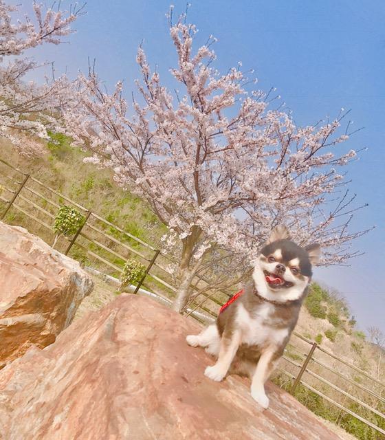 わんにゃんサイトの犬の写真