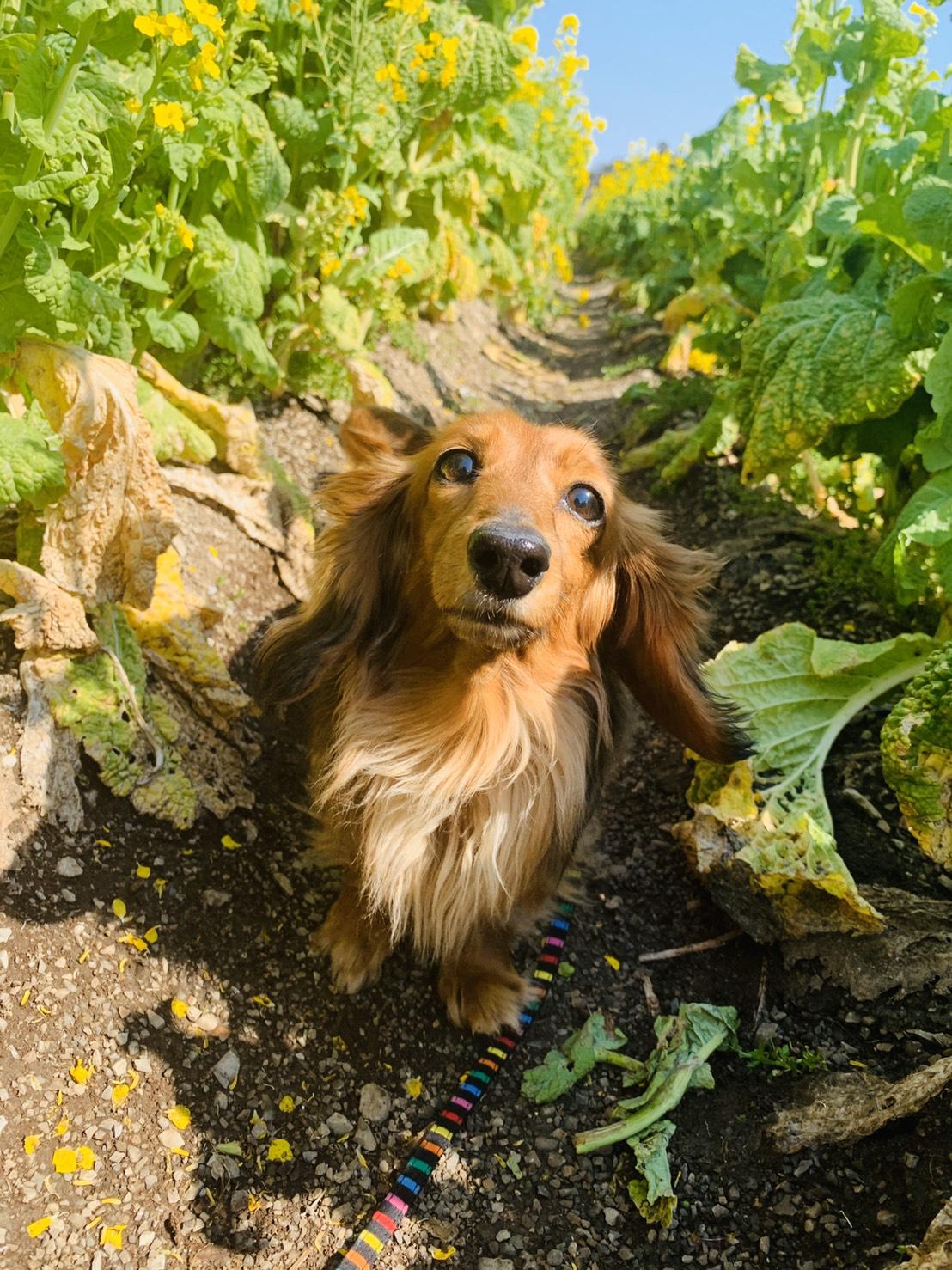 わんにゃんサイトの犬の写真