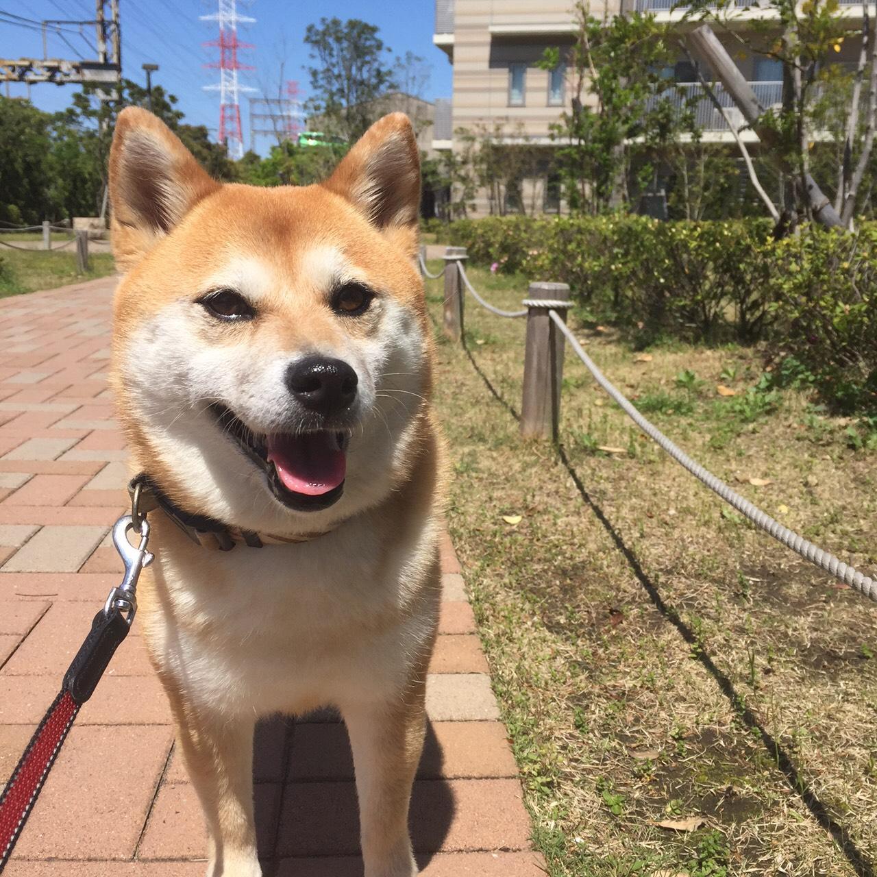 わんにゃんサイトの犬の写真