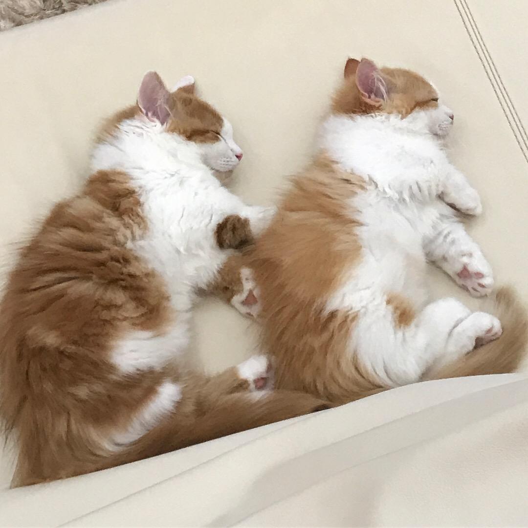 わんにゃんサイトの猫の写真