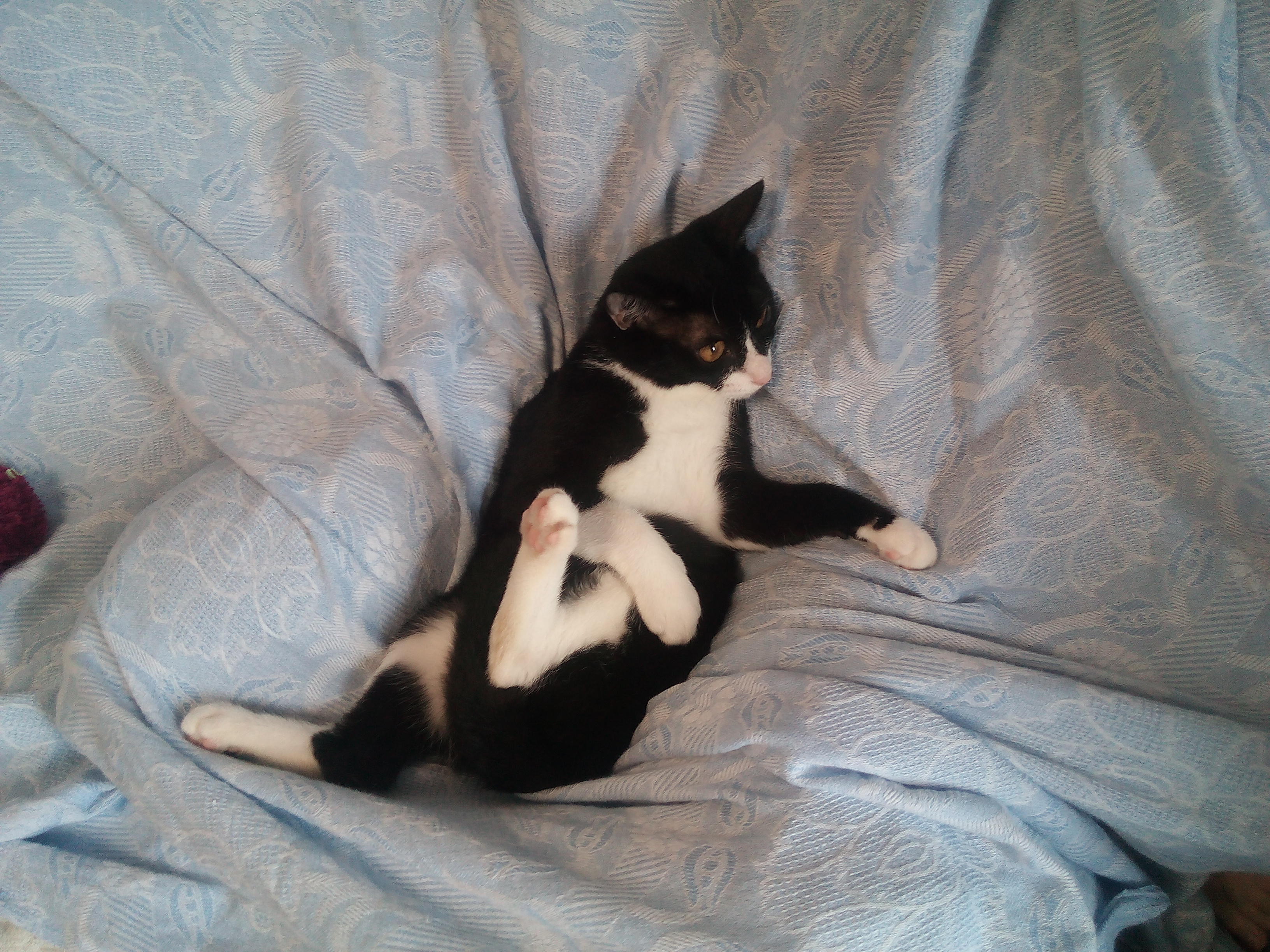 わんにゃんサイトの猫の写真