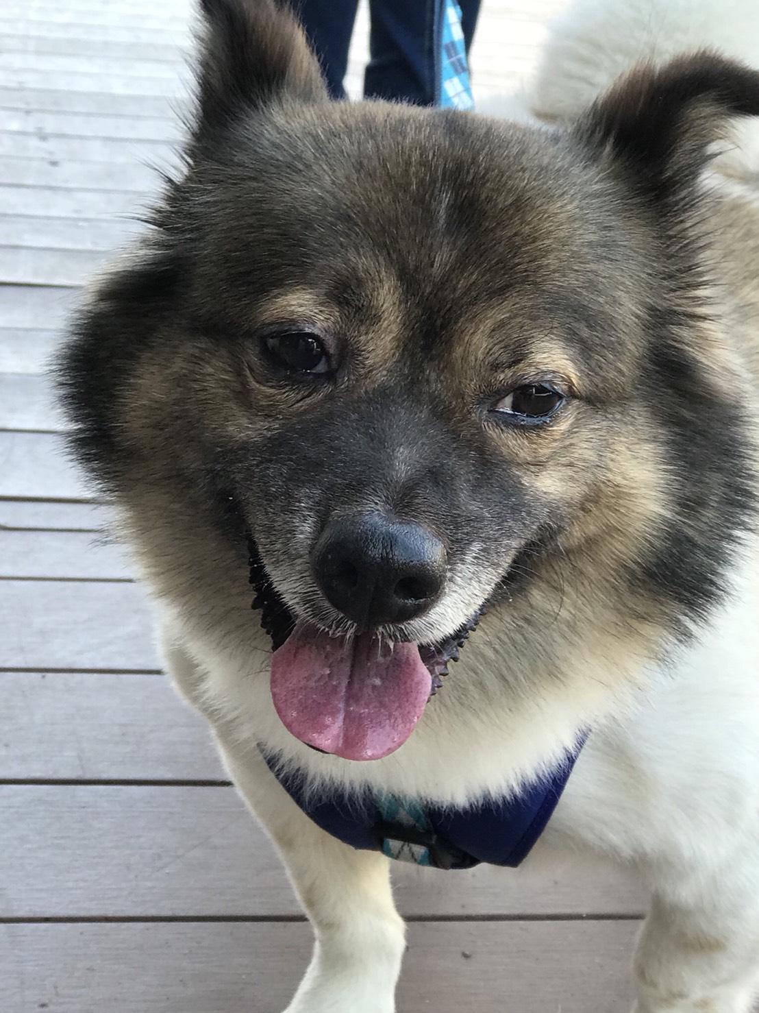 わんにゃんサイトの犬の写真