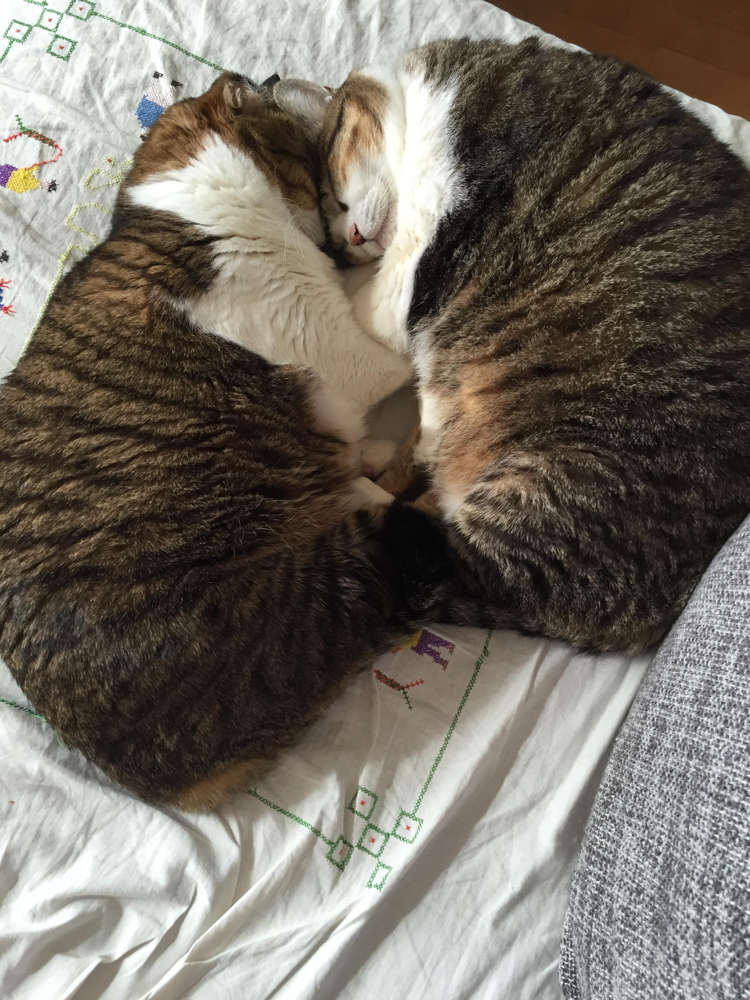 わんにゃんサイトの猫の写真