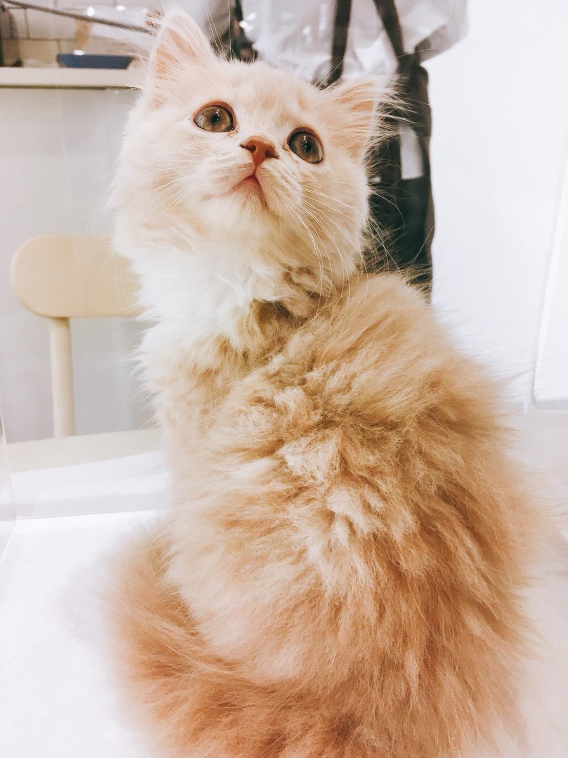 わんにゃんサイトの猫の写真