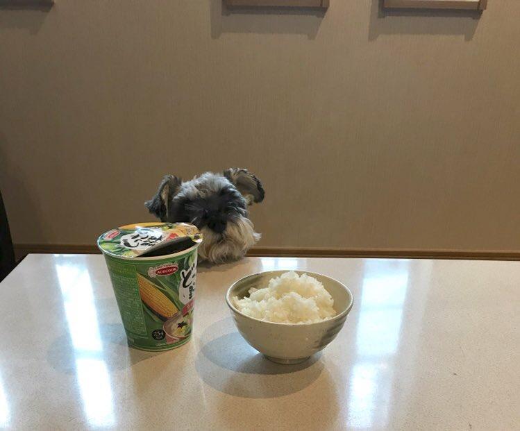 わんにゃんサイトの犬の写真