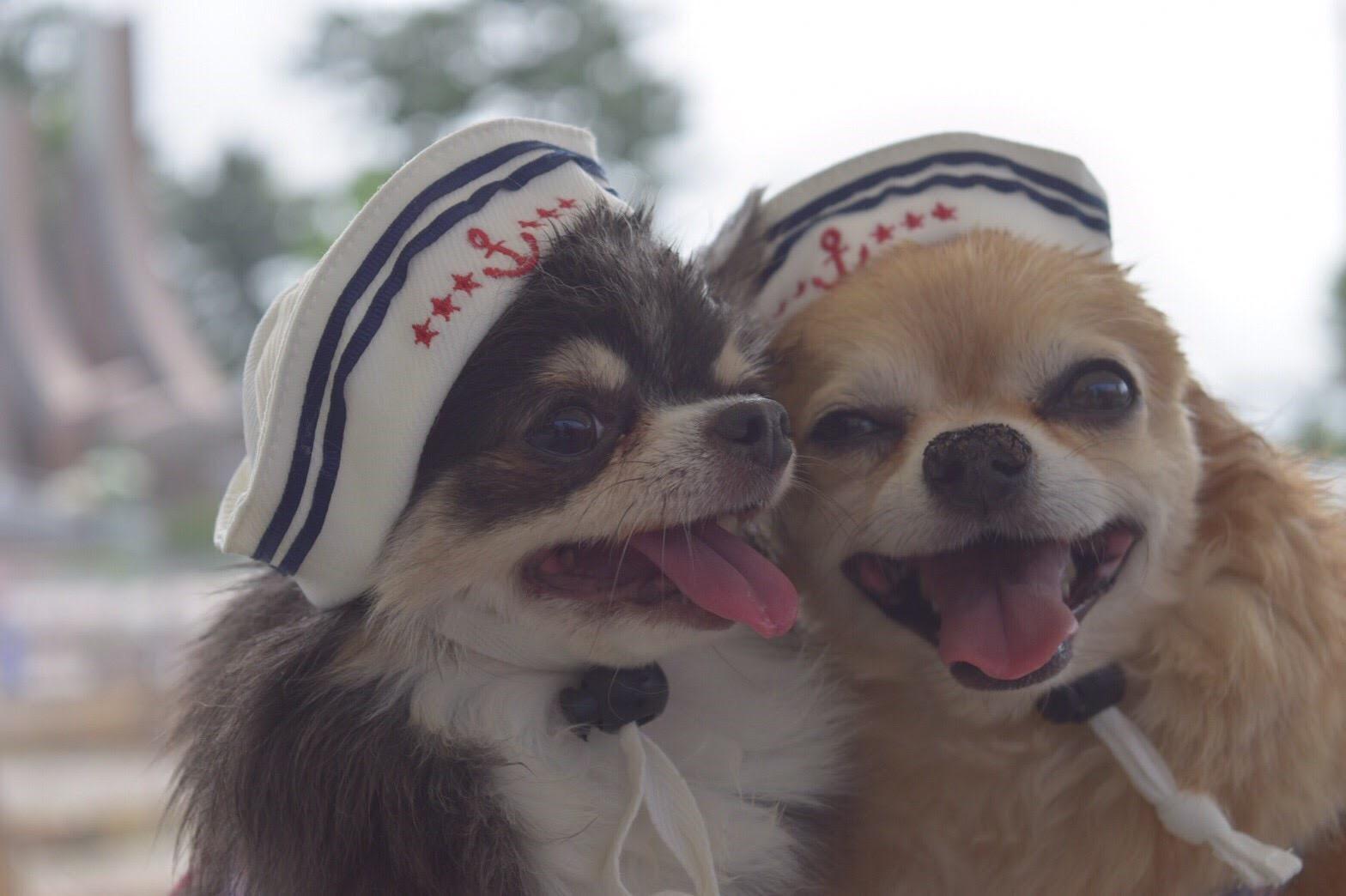 わんにゃんサイトの犬の写真