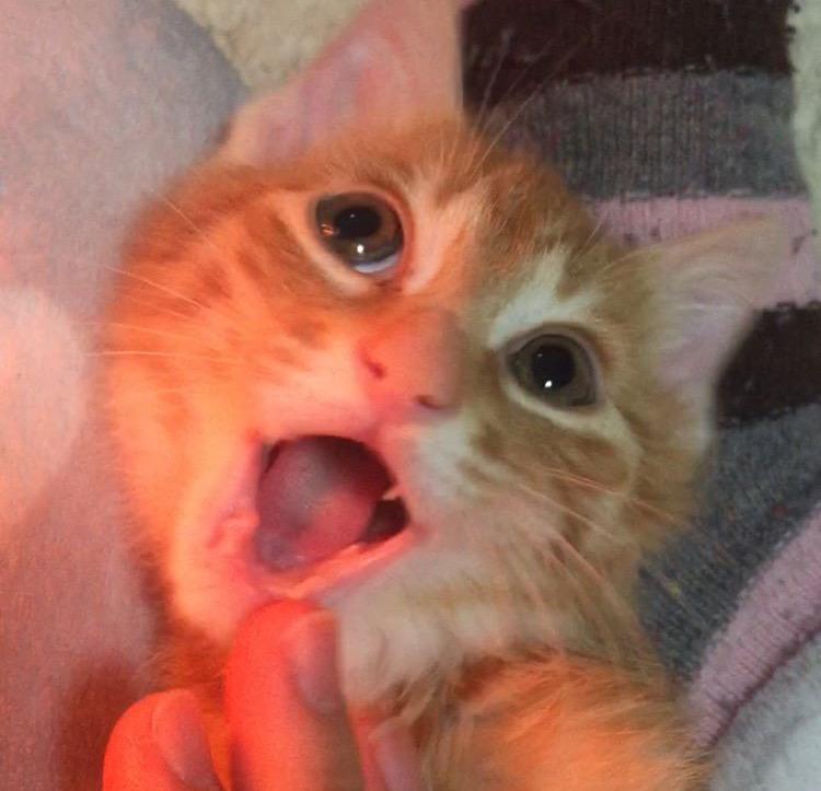 わんにゃんサイトの猫の写真