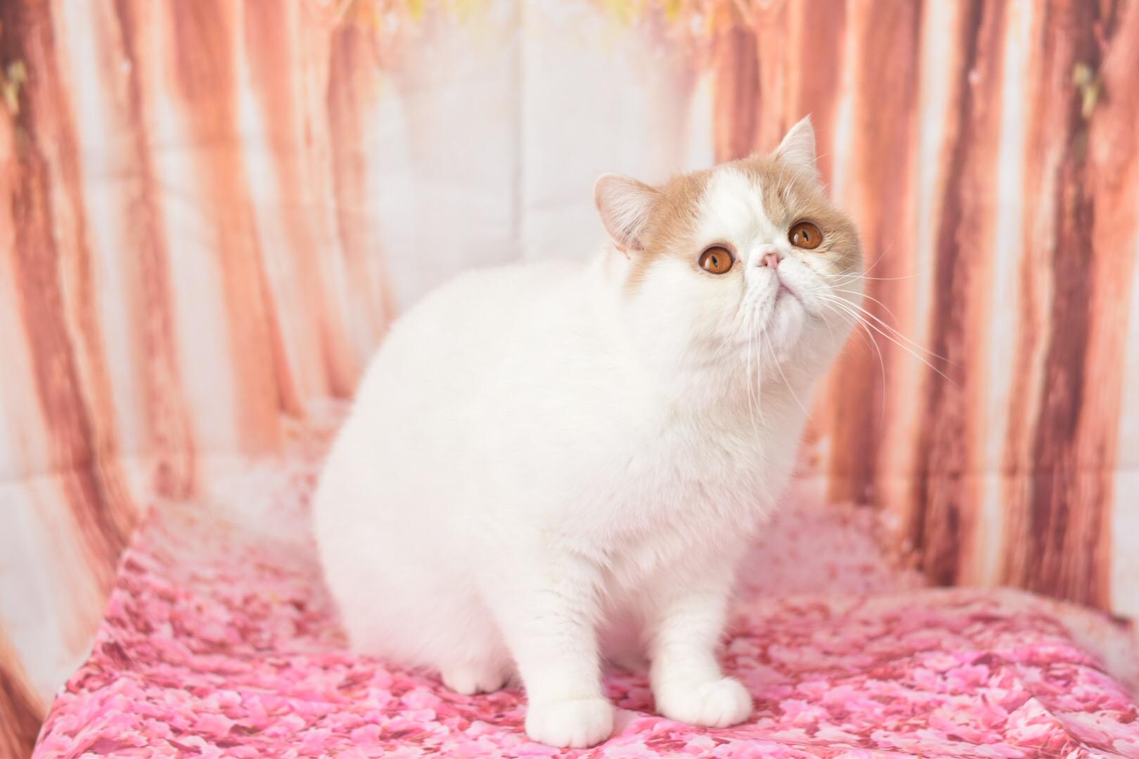 わんにゃんサイトの猫の写真