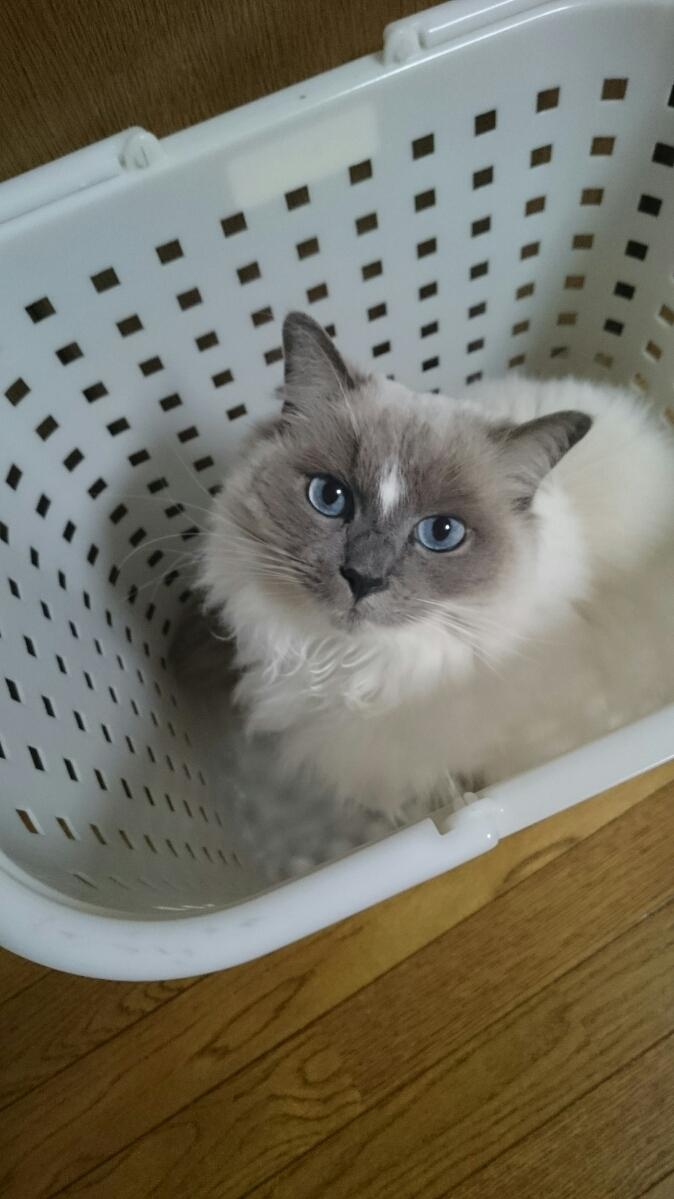 わんにゃんサイトの猫の写真