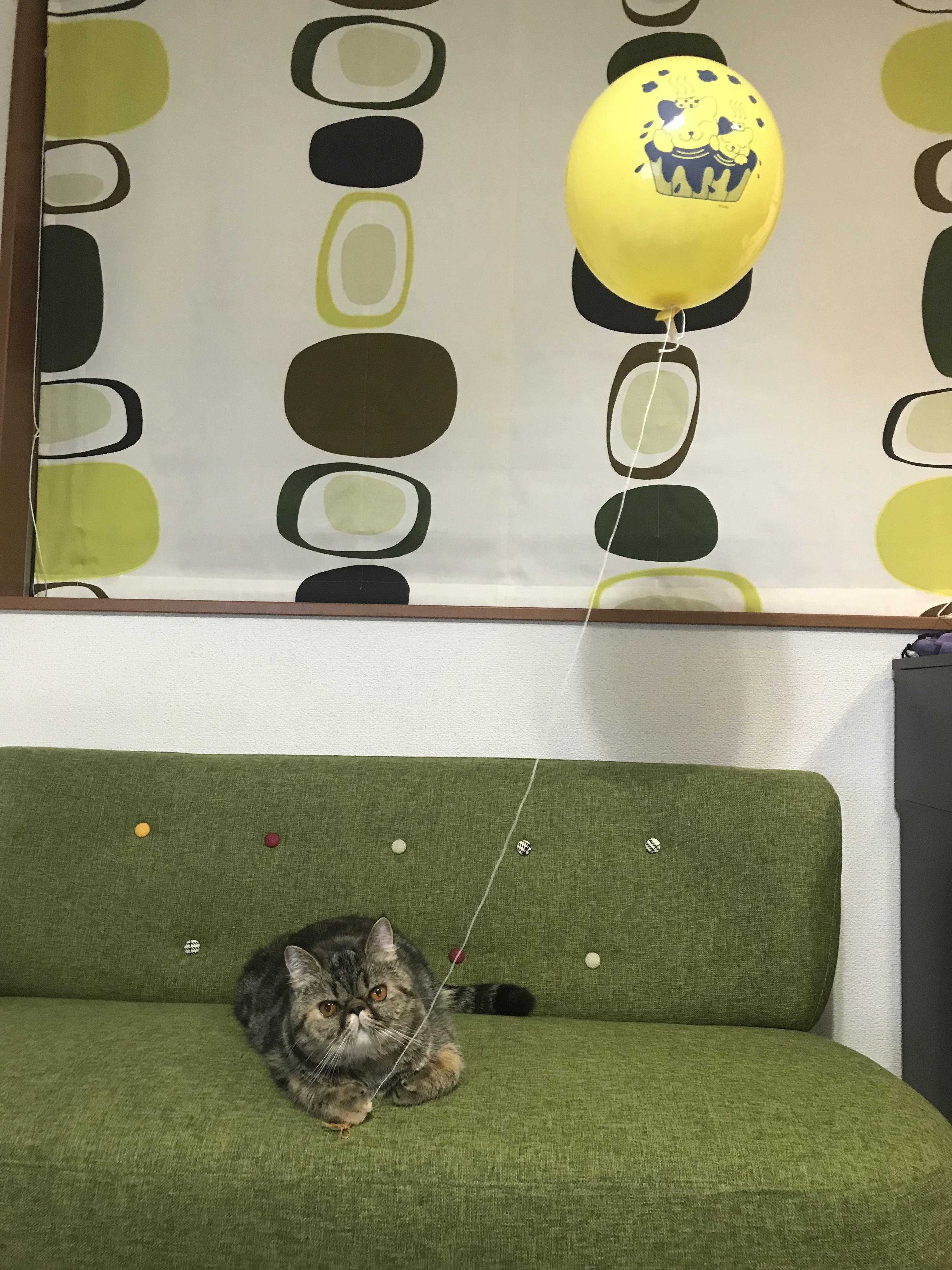 わんにゃんサイトの猫の写真