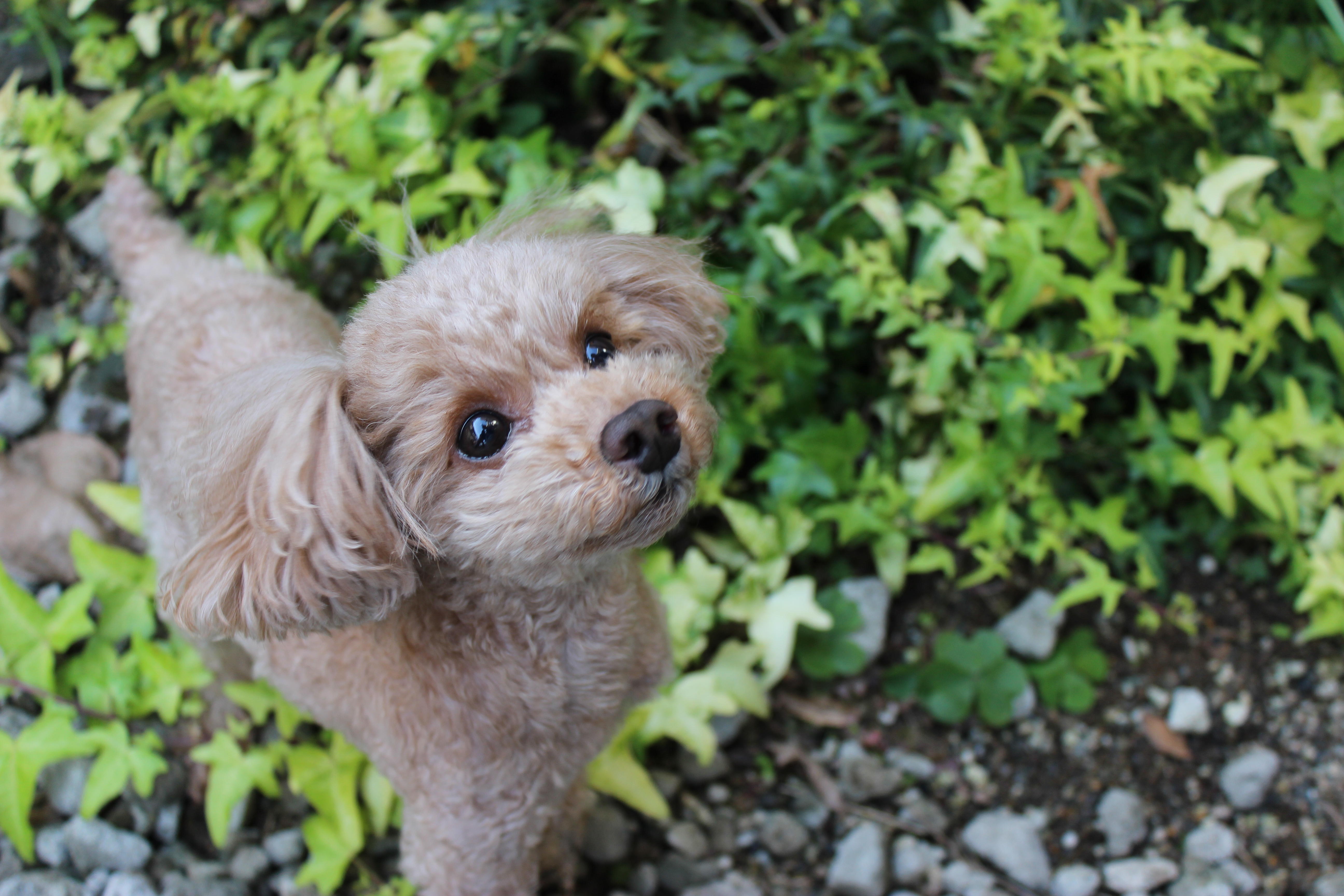 わんにゃんサイトの犬の写真