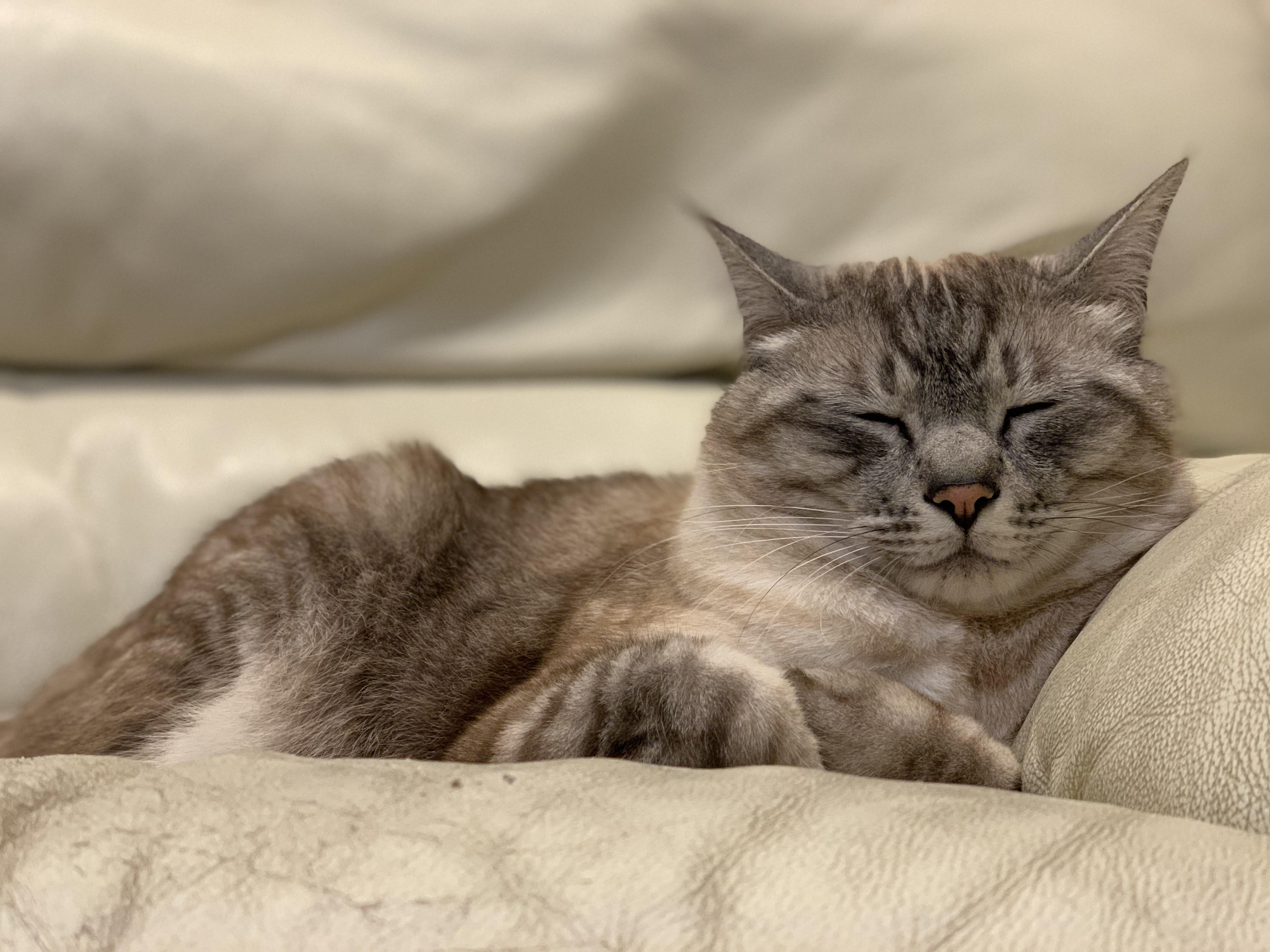 わんにゃんサイトの猫の写真