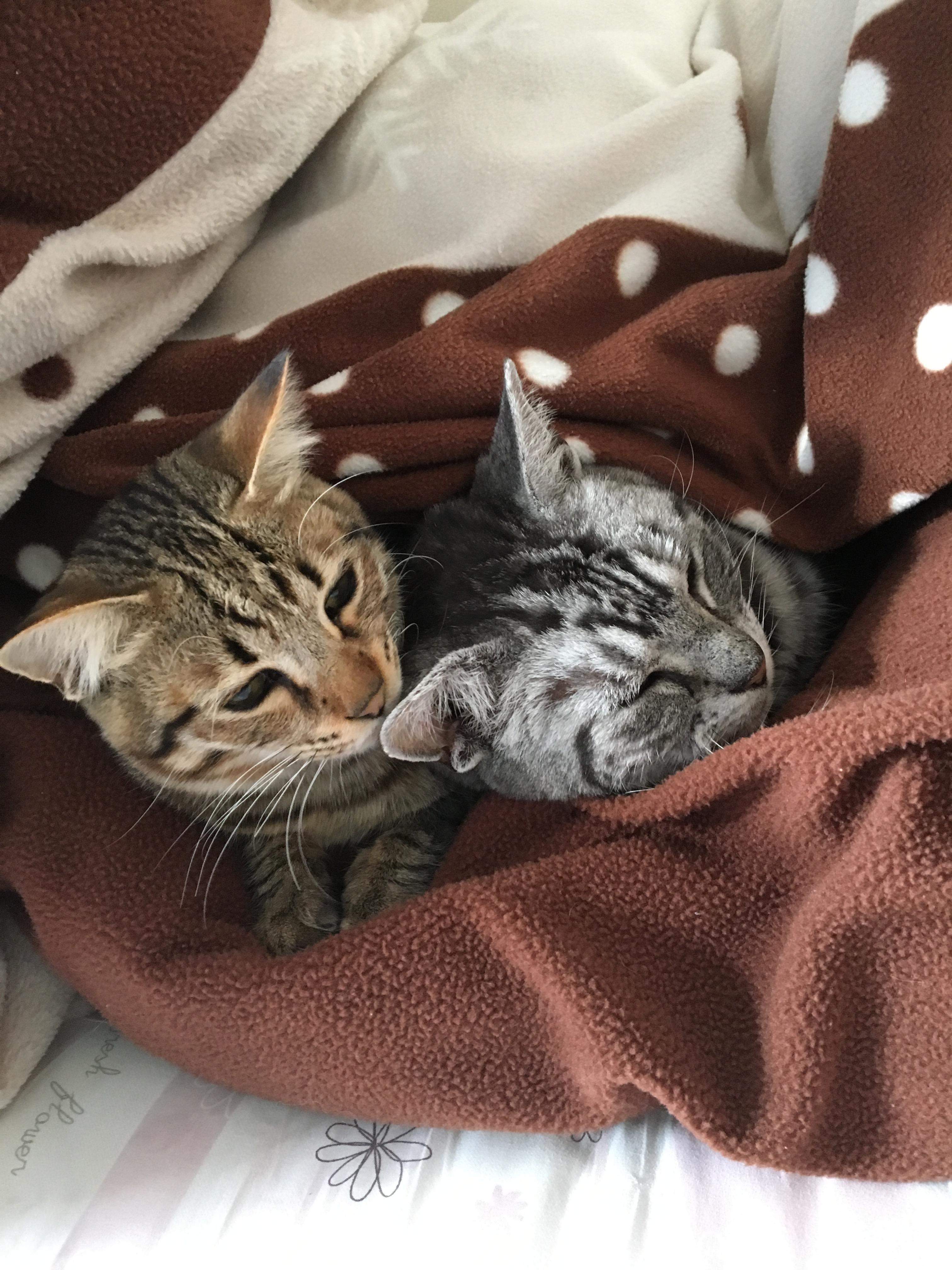 わんにゃんサイトの猫の写真