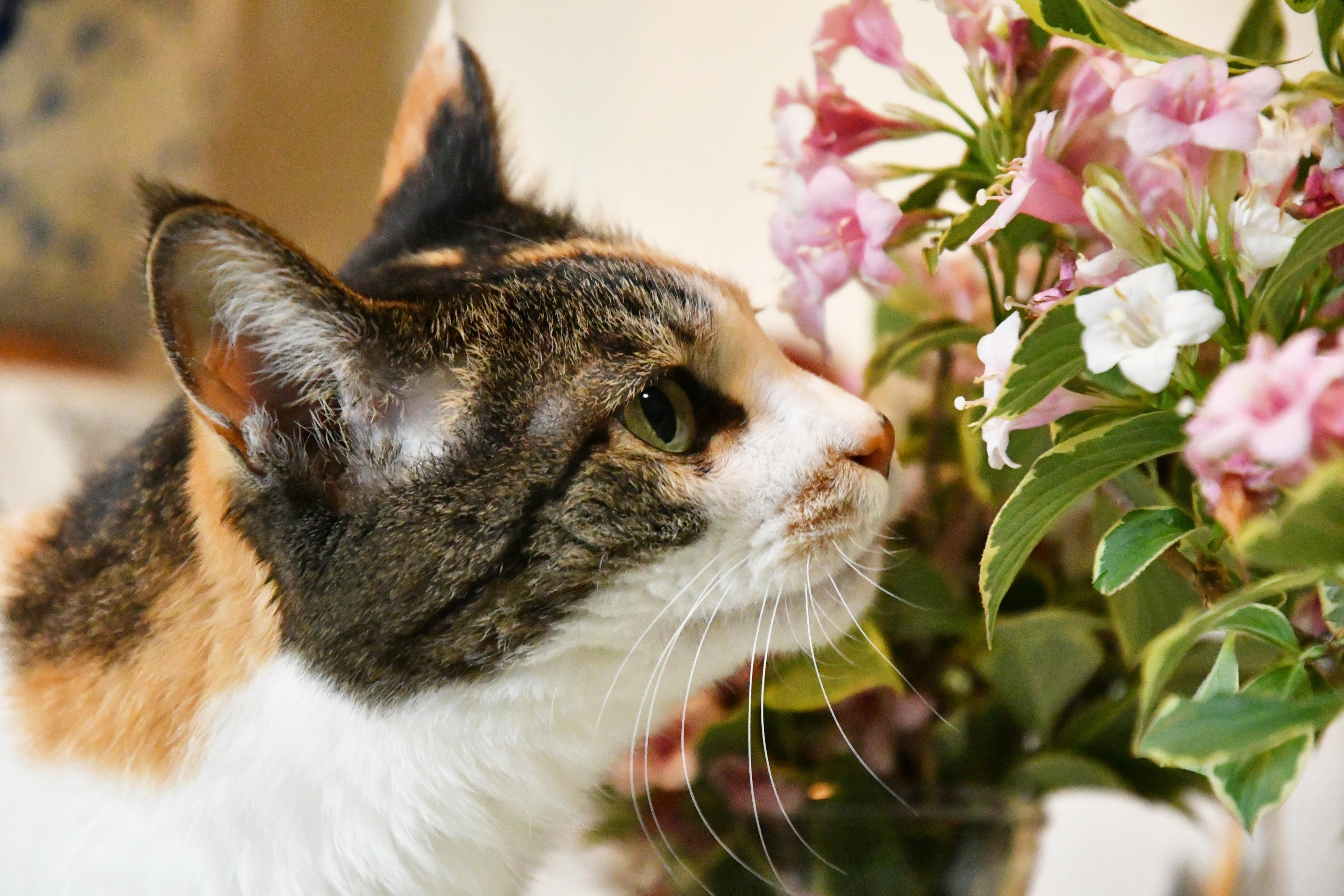 わんにゃんサイトの猫の写真