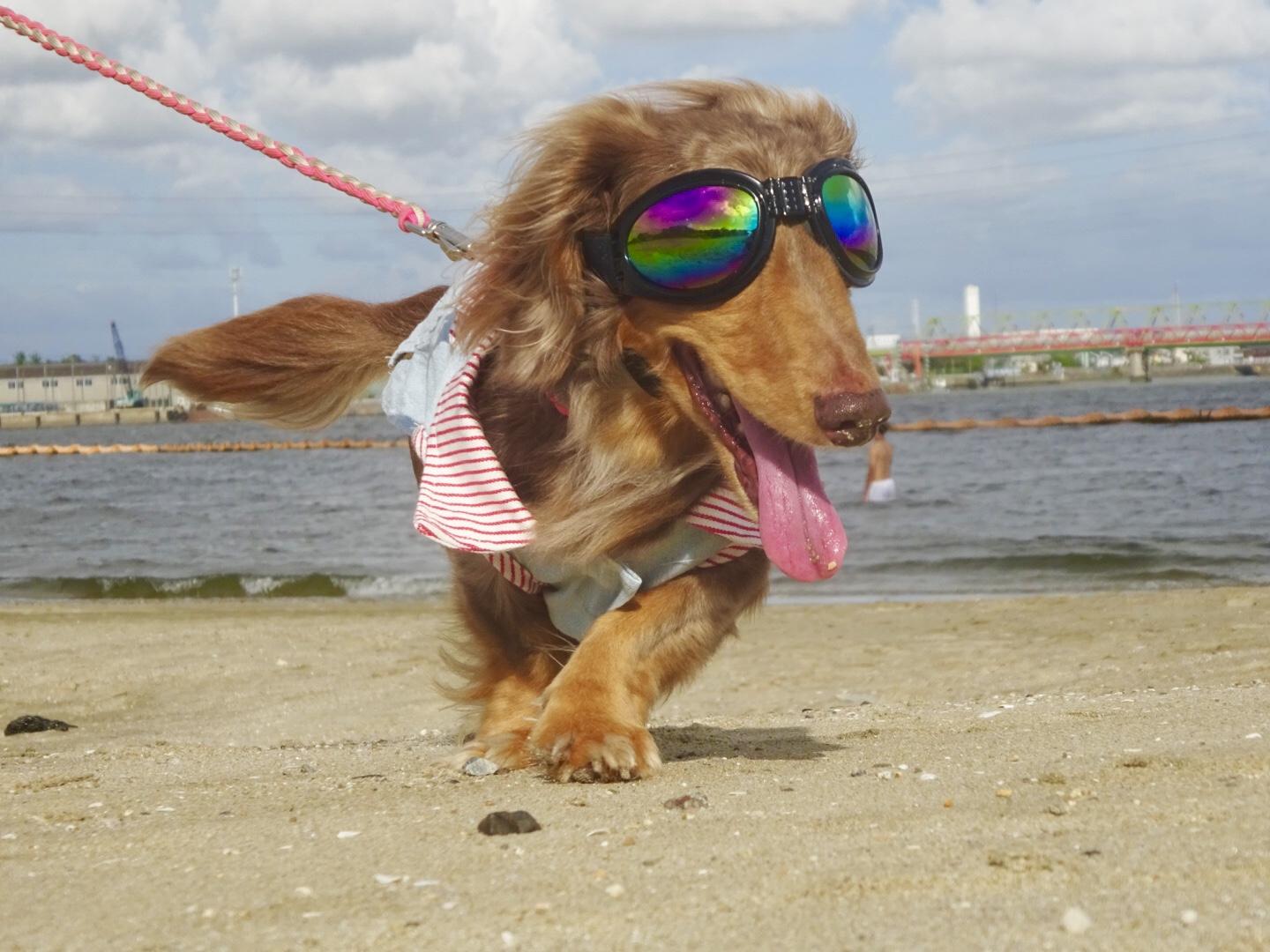 わんにゃんサイトの犬の写真