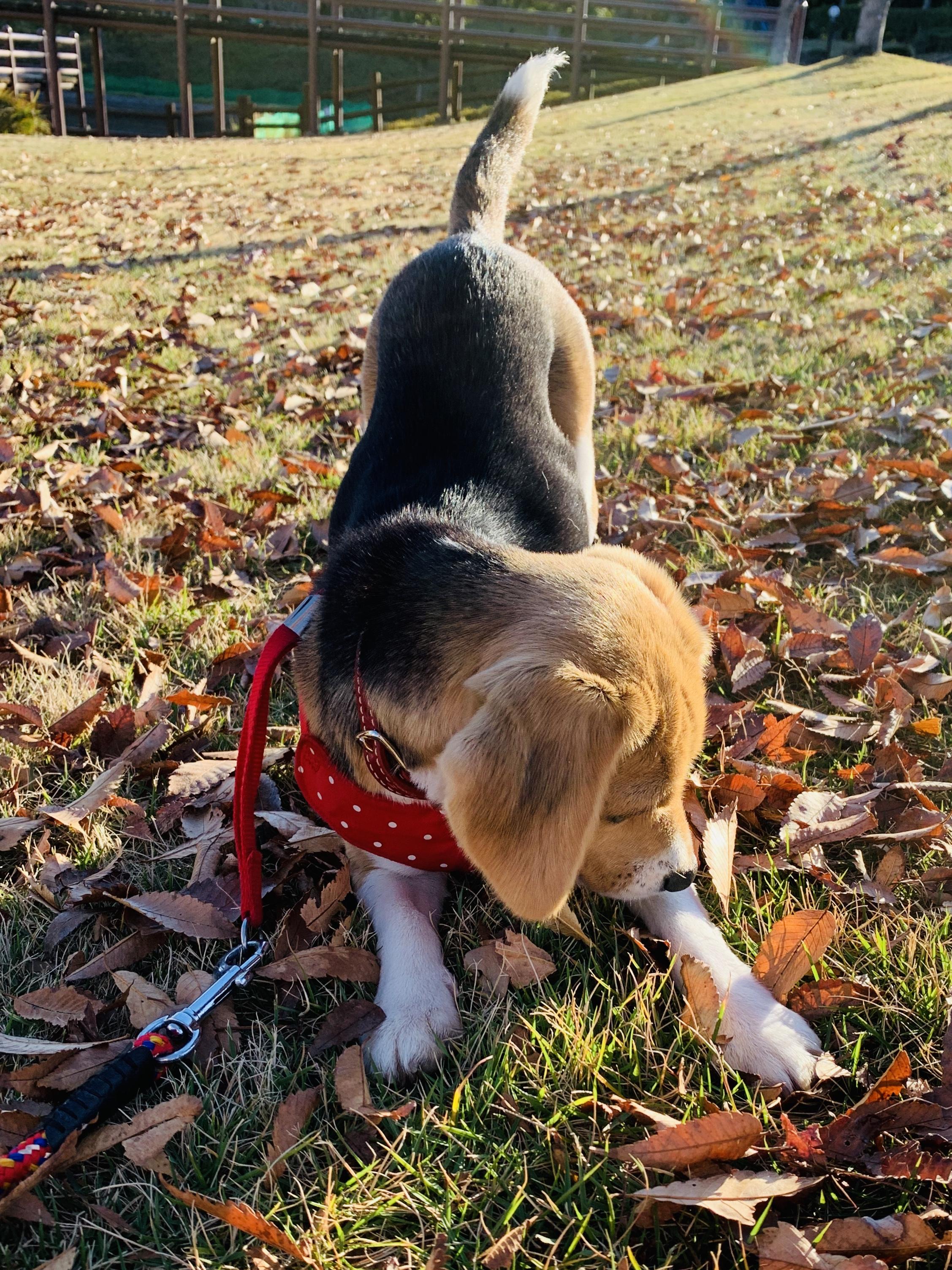 わんにゃんサイトの犬の写真