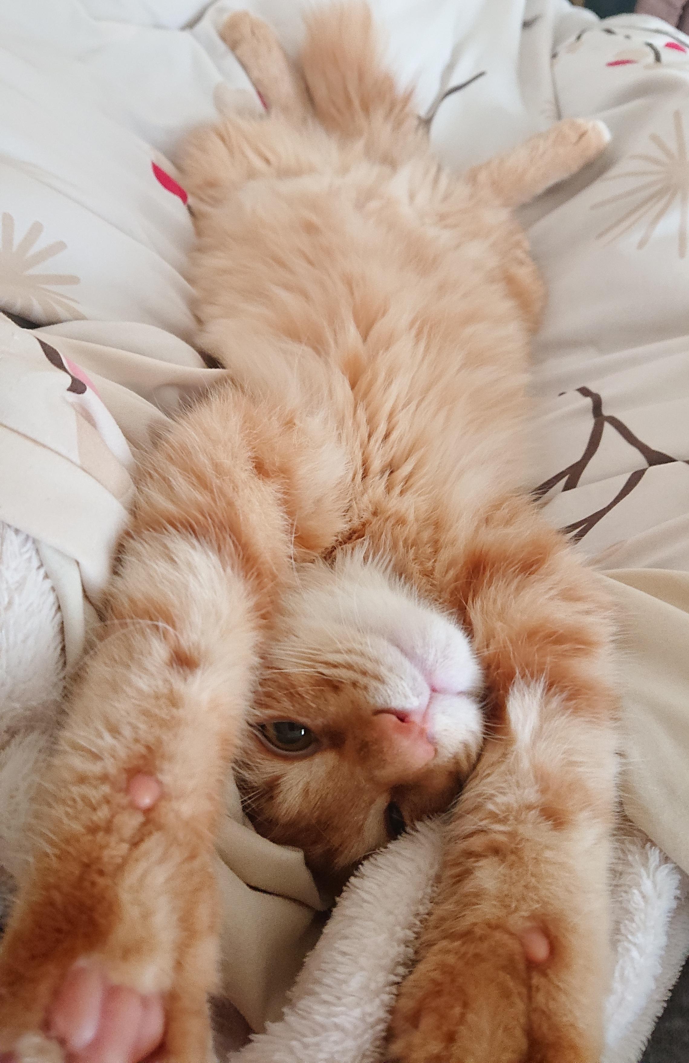 わんにゃんサイトの猫の写真