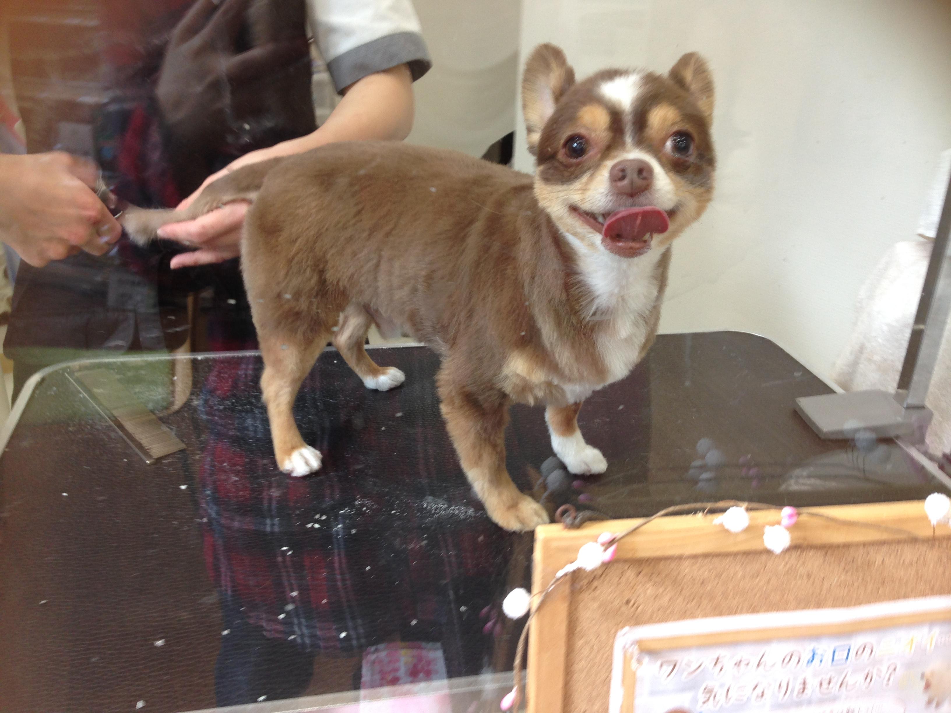 わんにゃんサイトの犬の写真