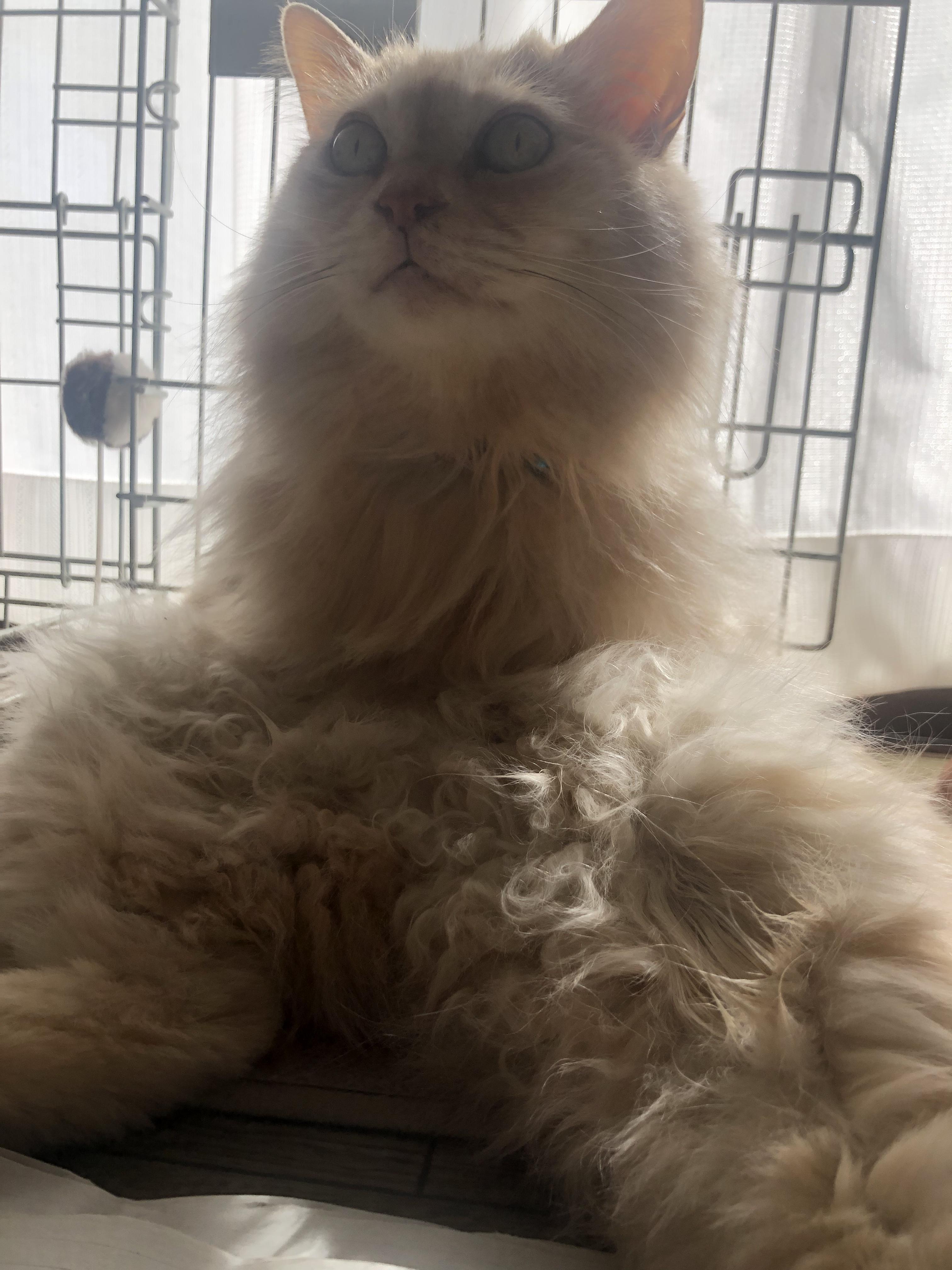 わんにゃんサイトの猫の写真