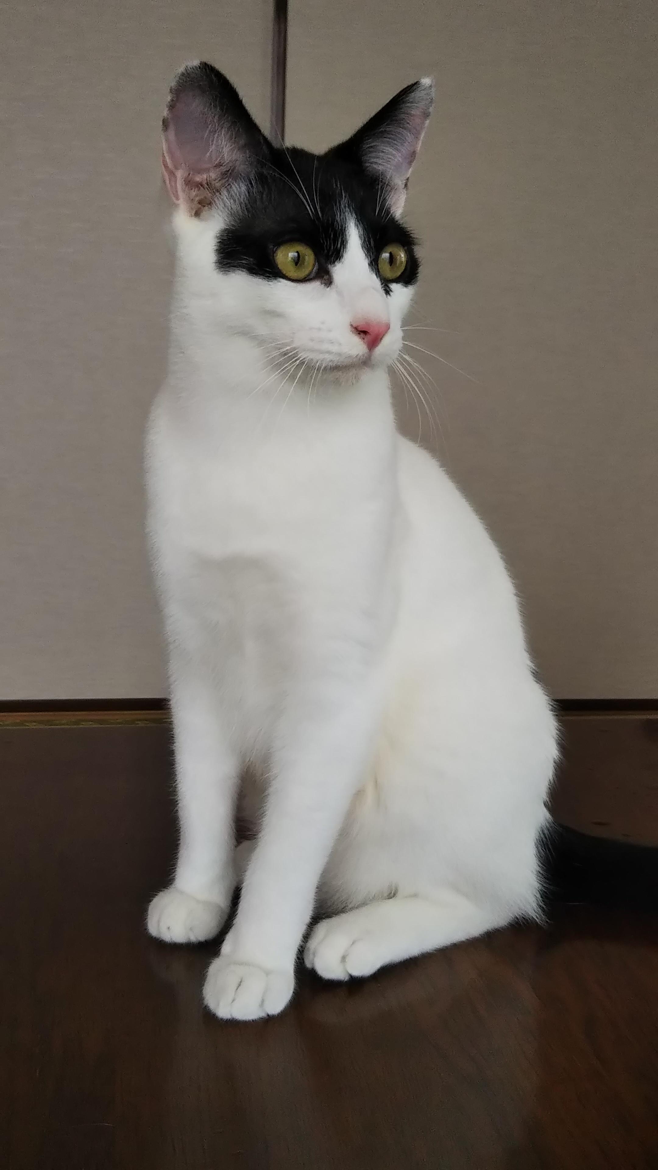 わんにゃんサイトの猫の写真