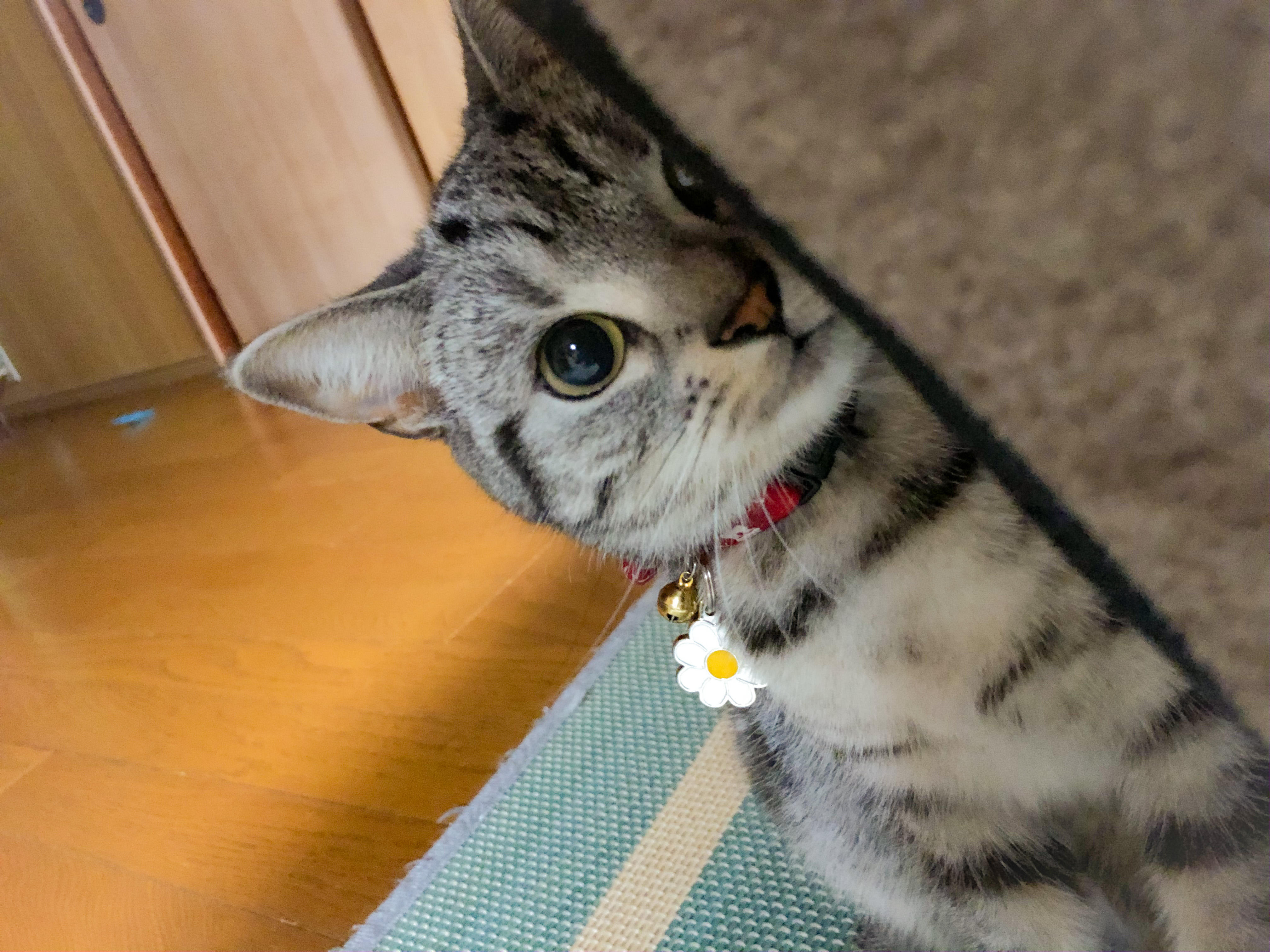 わんにゃんサイトの猫の写真