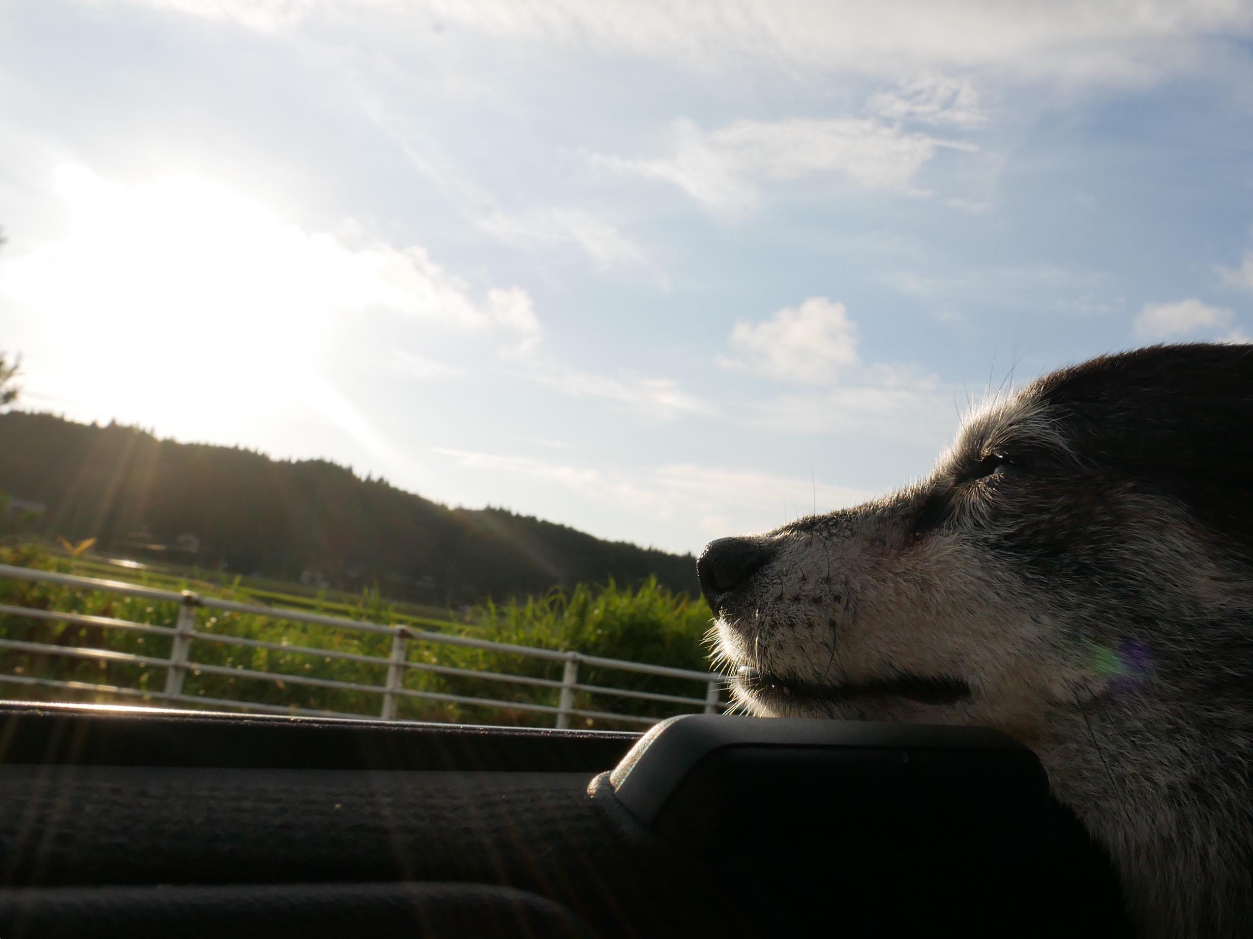 わんにゃんサイトの犬の写真