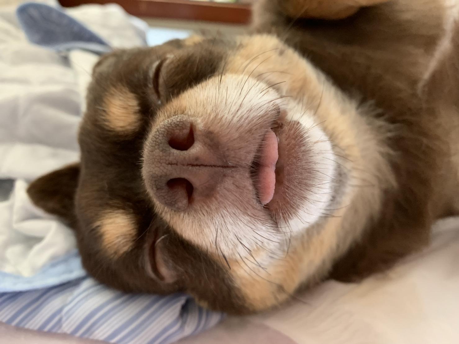 わんにゃんサイトの犬の写真