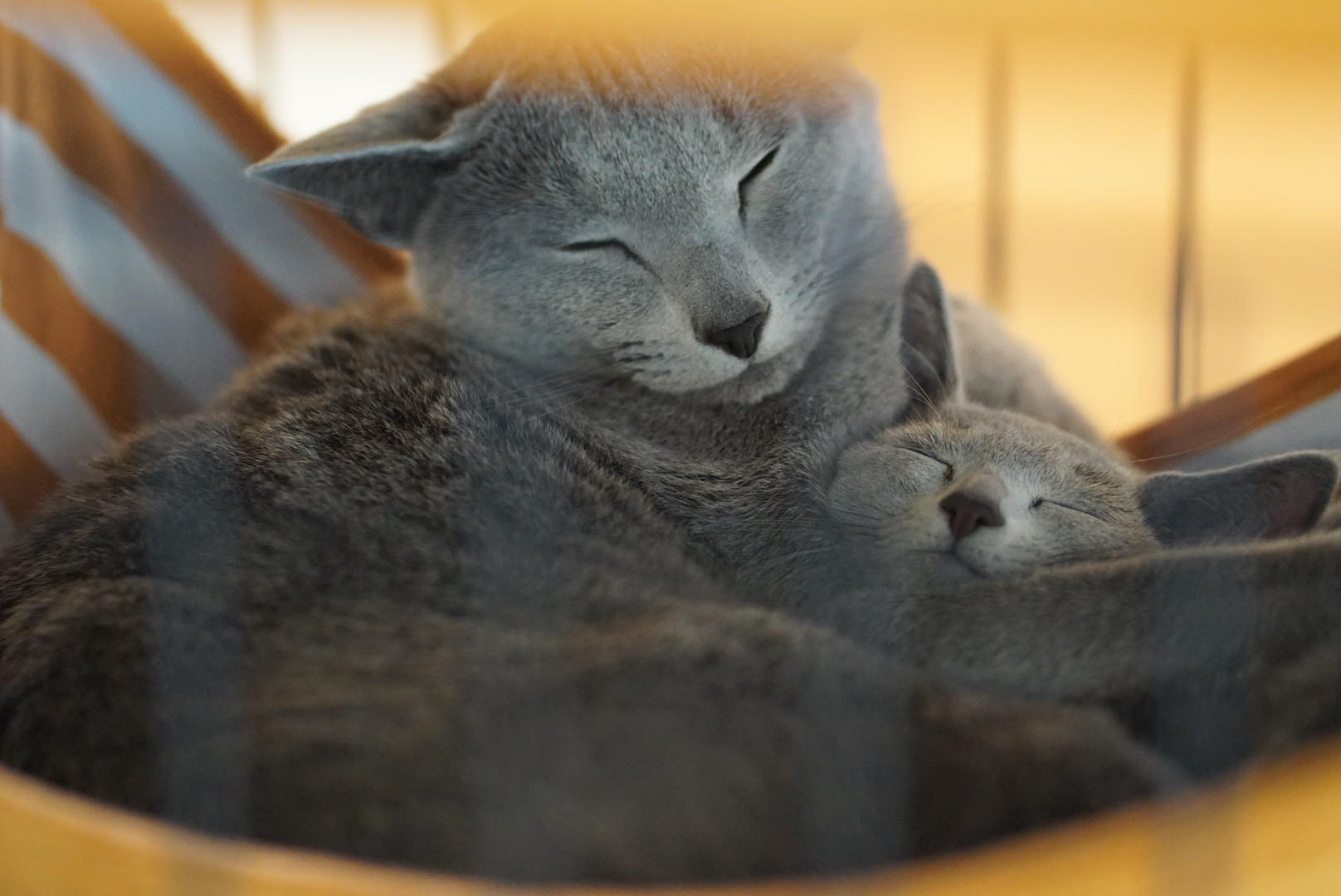 わんにゃんサイトの猫の写真