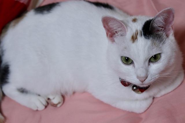 わんにゃんサイトの猫の写真