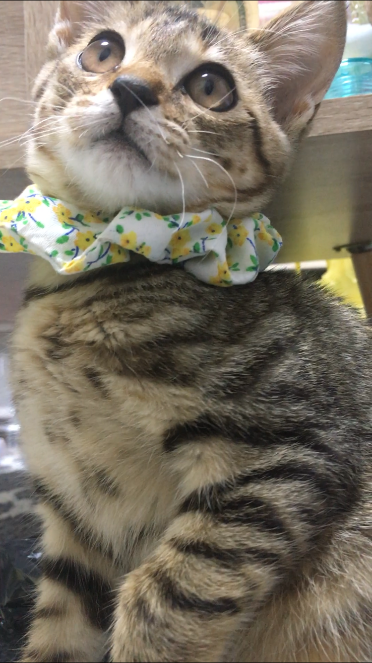 わんにゃんサイトの猫の写真