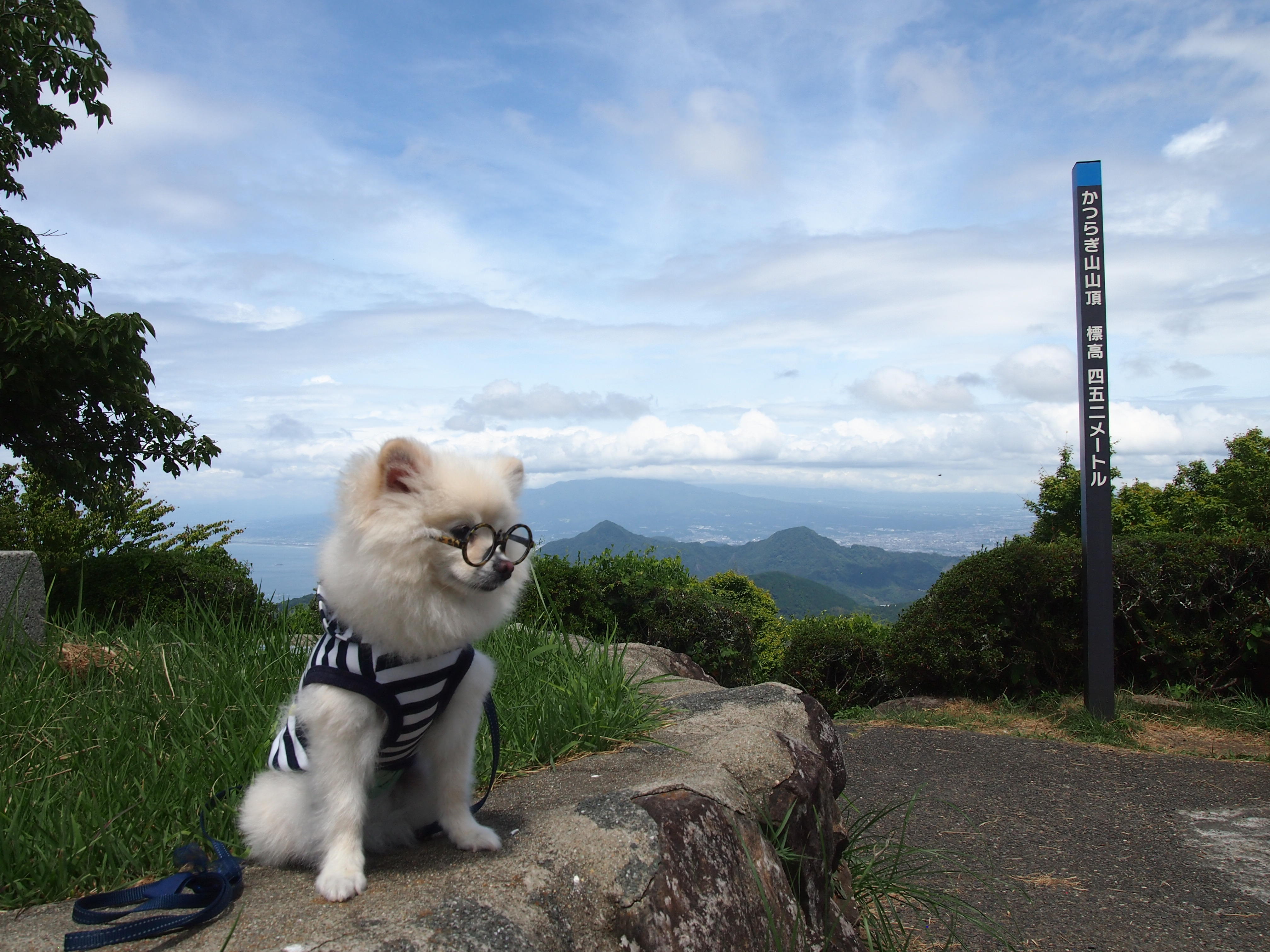 わんにゃんサイトの犬の写真