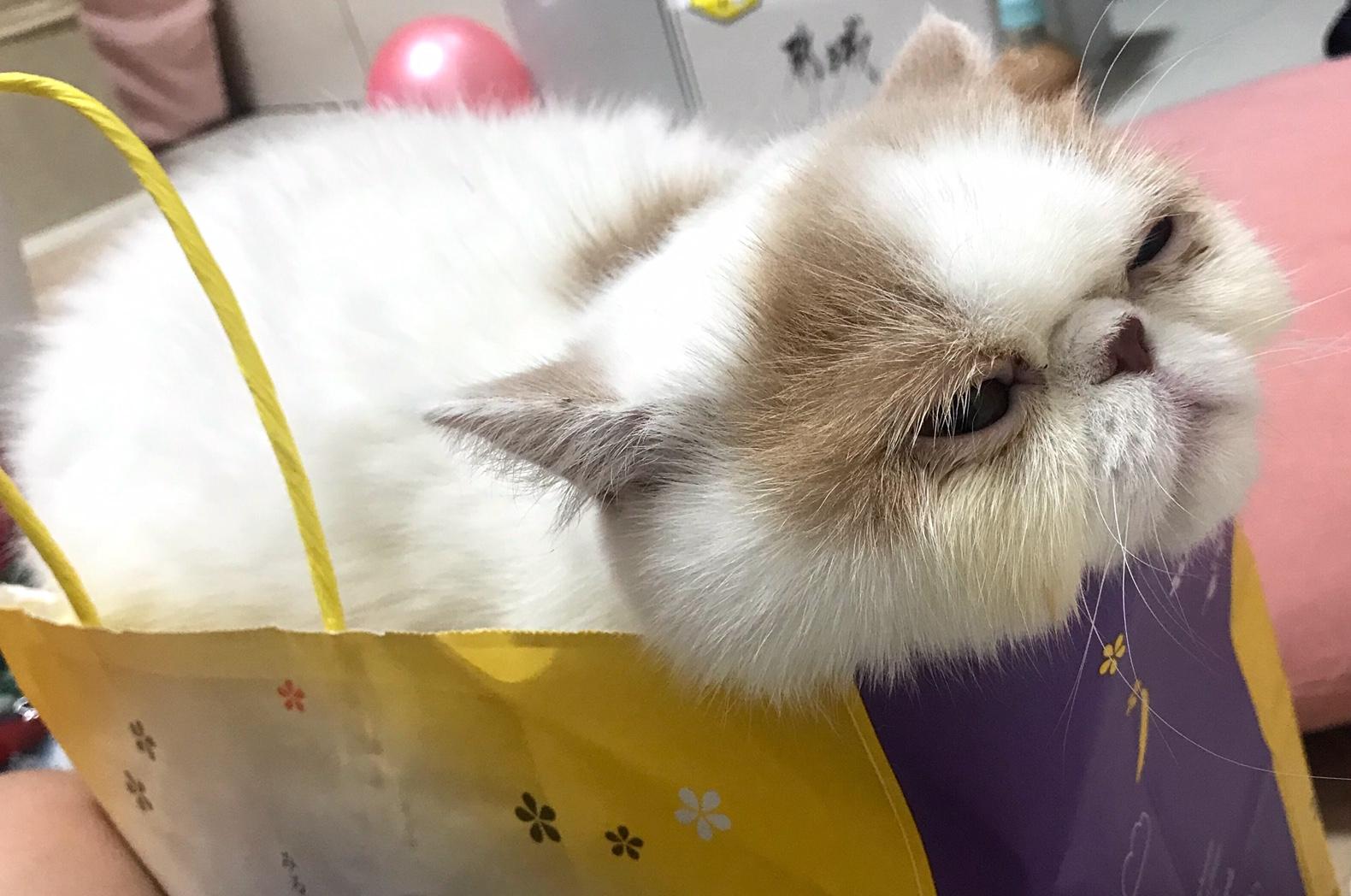 わんにゃんサイトの猫の写真