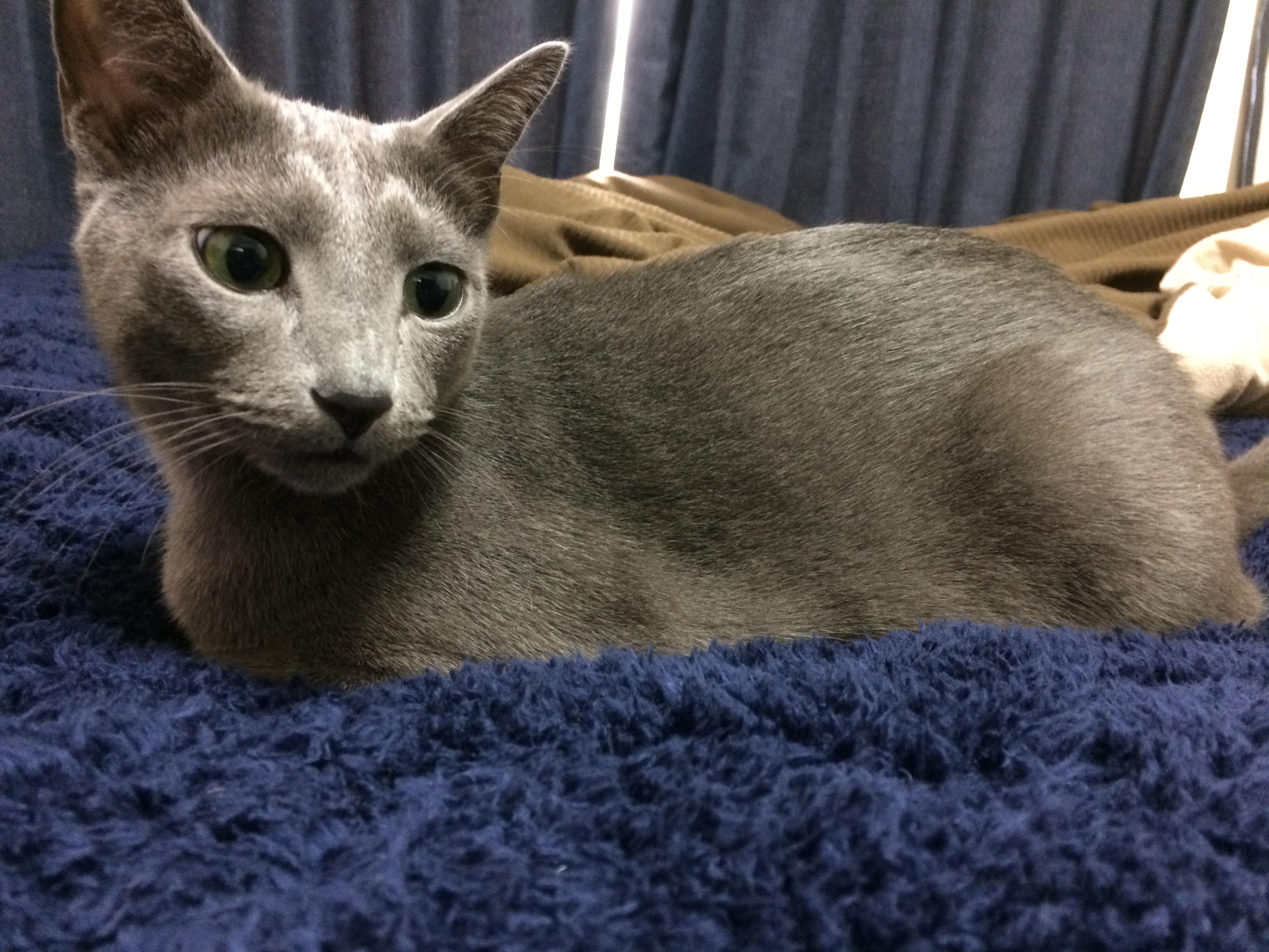 わんにゃんサイトの猫の写真