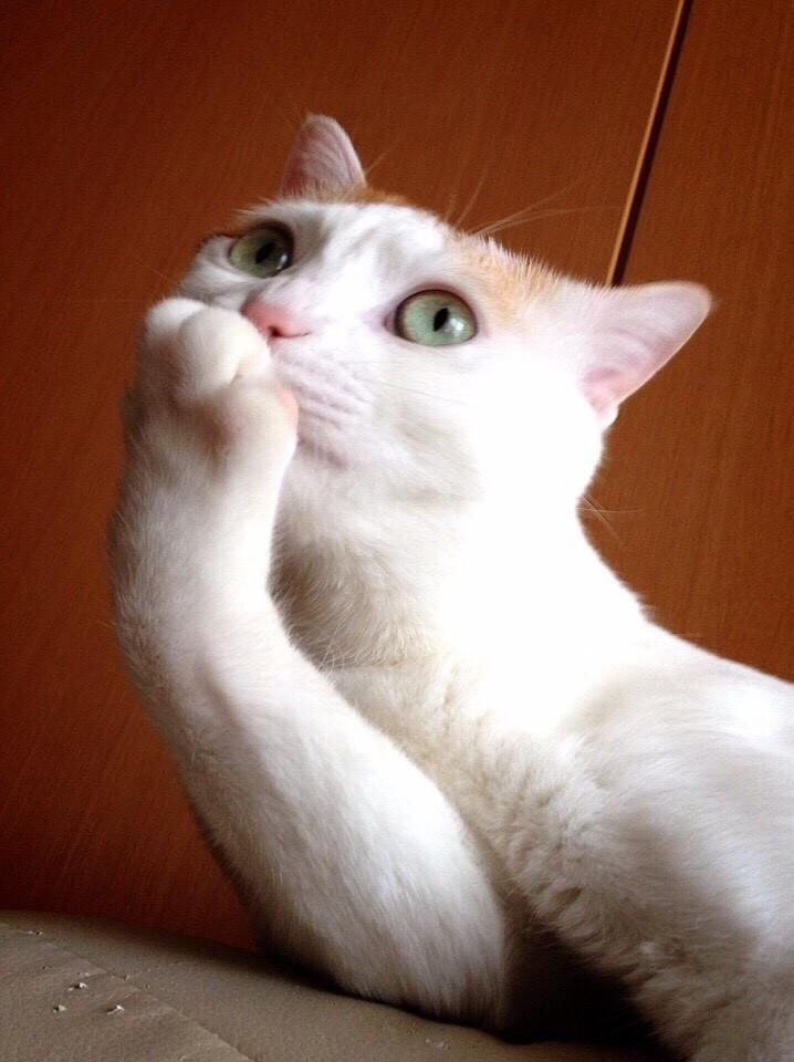 わんにゃんサイトの猫の写真