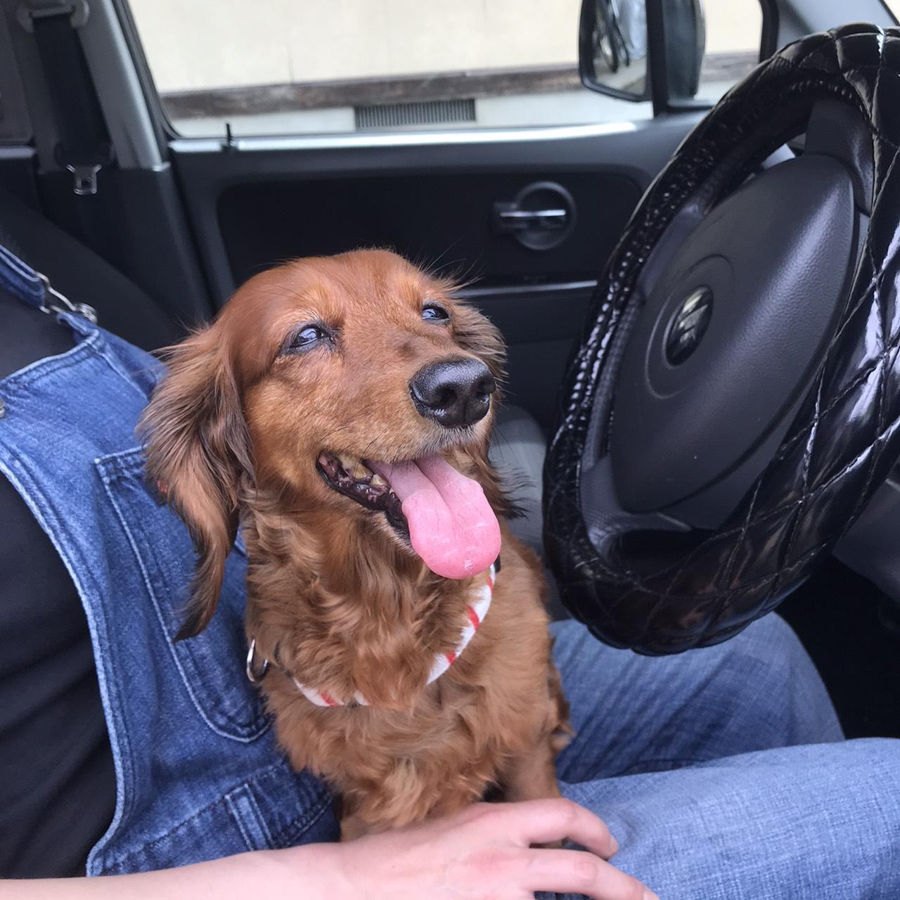 わんにゃんサイトの犬の写真