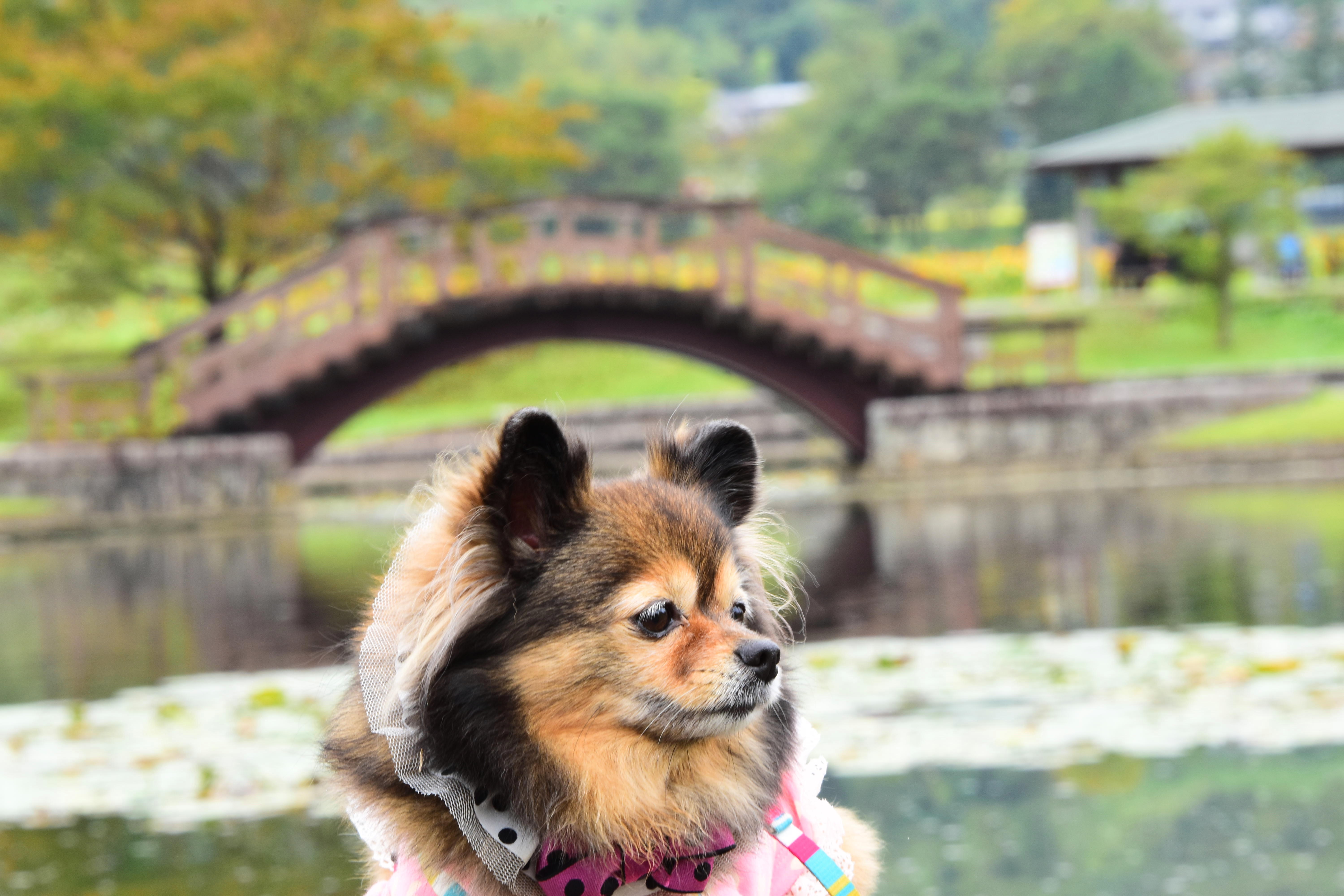 わんにゃんサイトの犬の写真