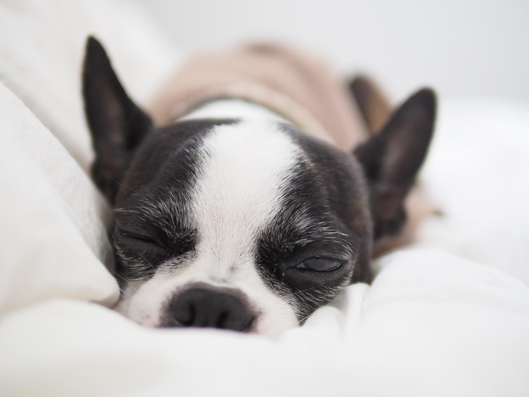 わんにゃんサイトの犬の写真