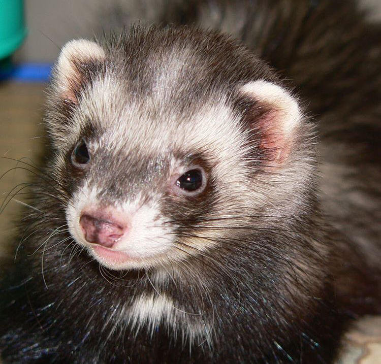 わんにゃんサイトのその他の写真